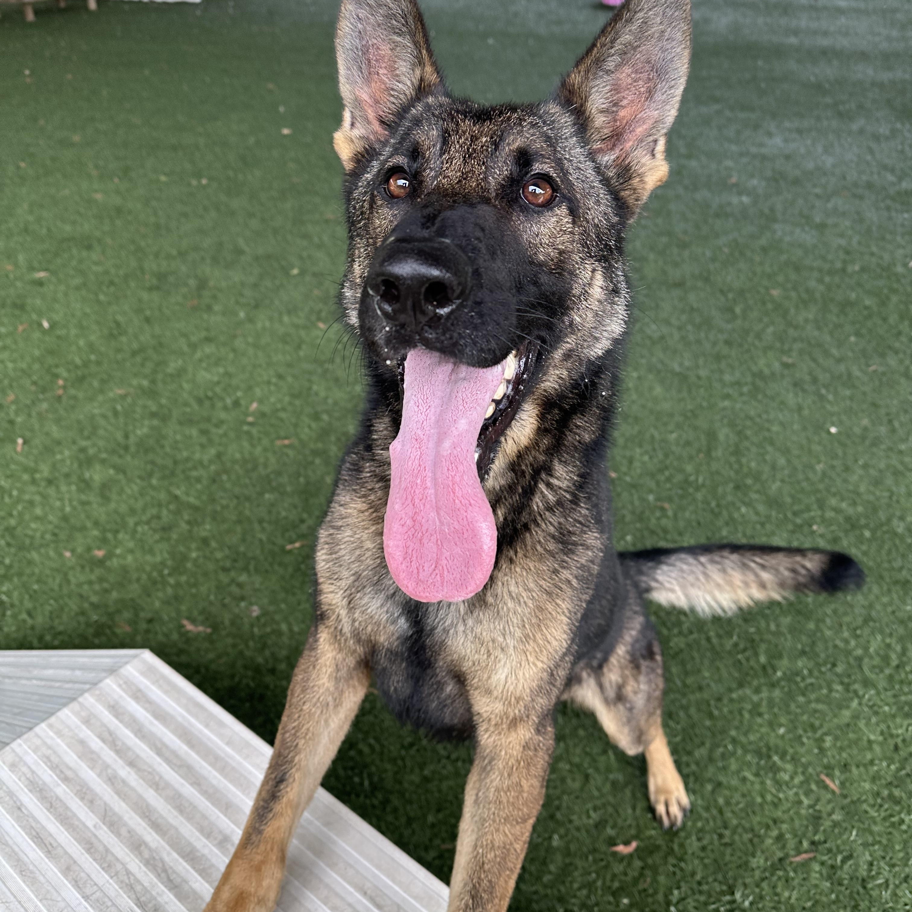 Uno, a Adoptable mixed breed in Newnan, GA image 6/6
