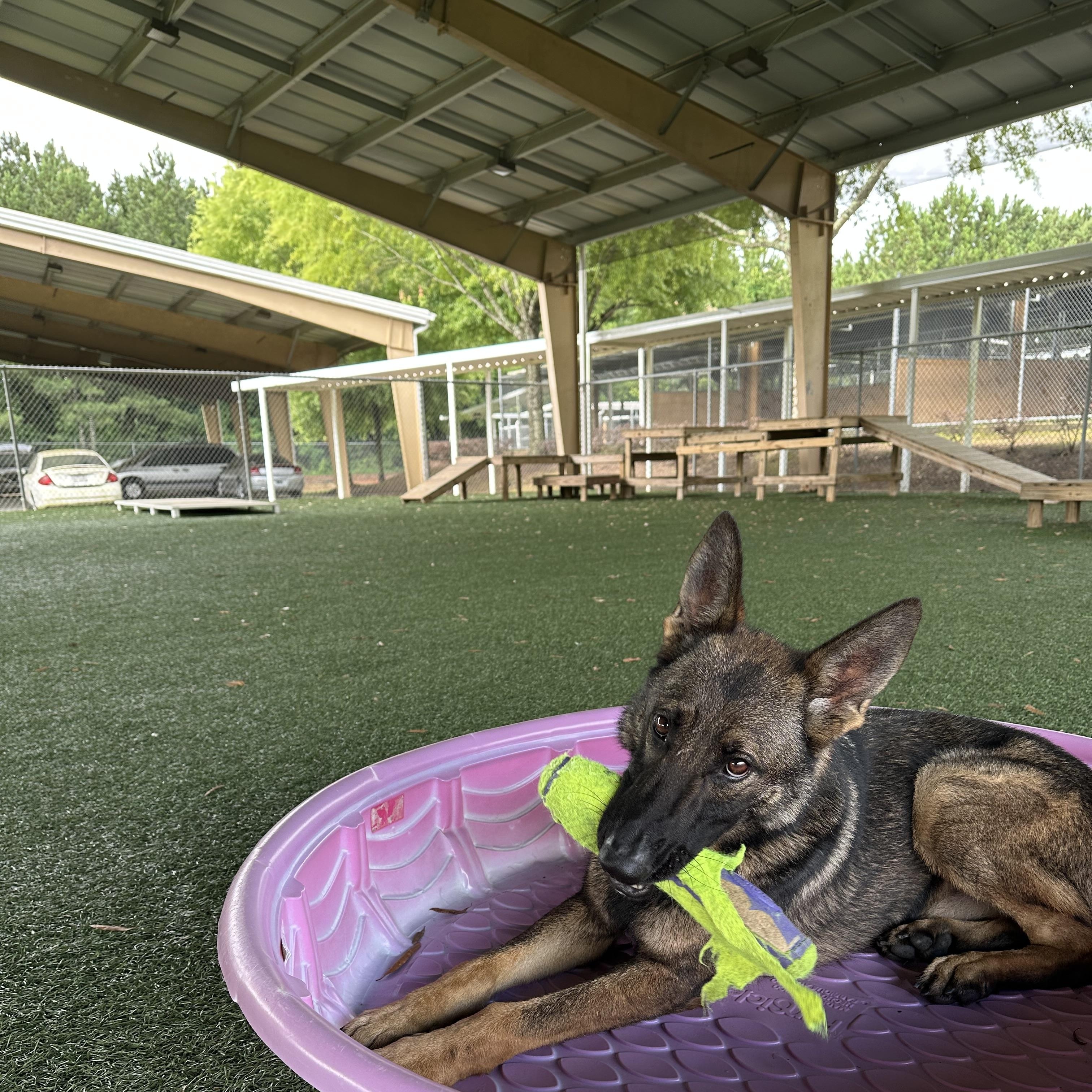 Uno, a Adoptable mixed breed in Newnan, GA image 3/6