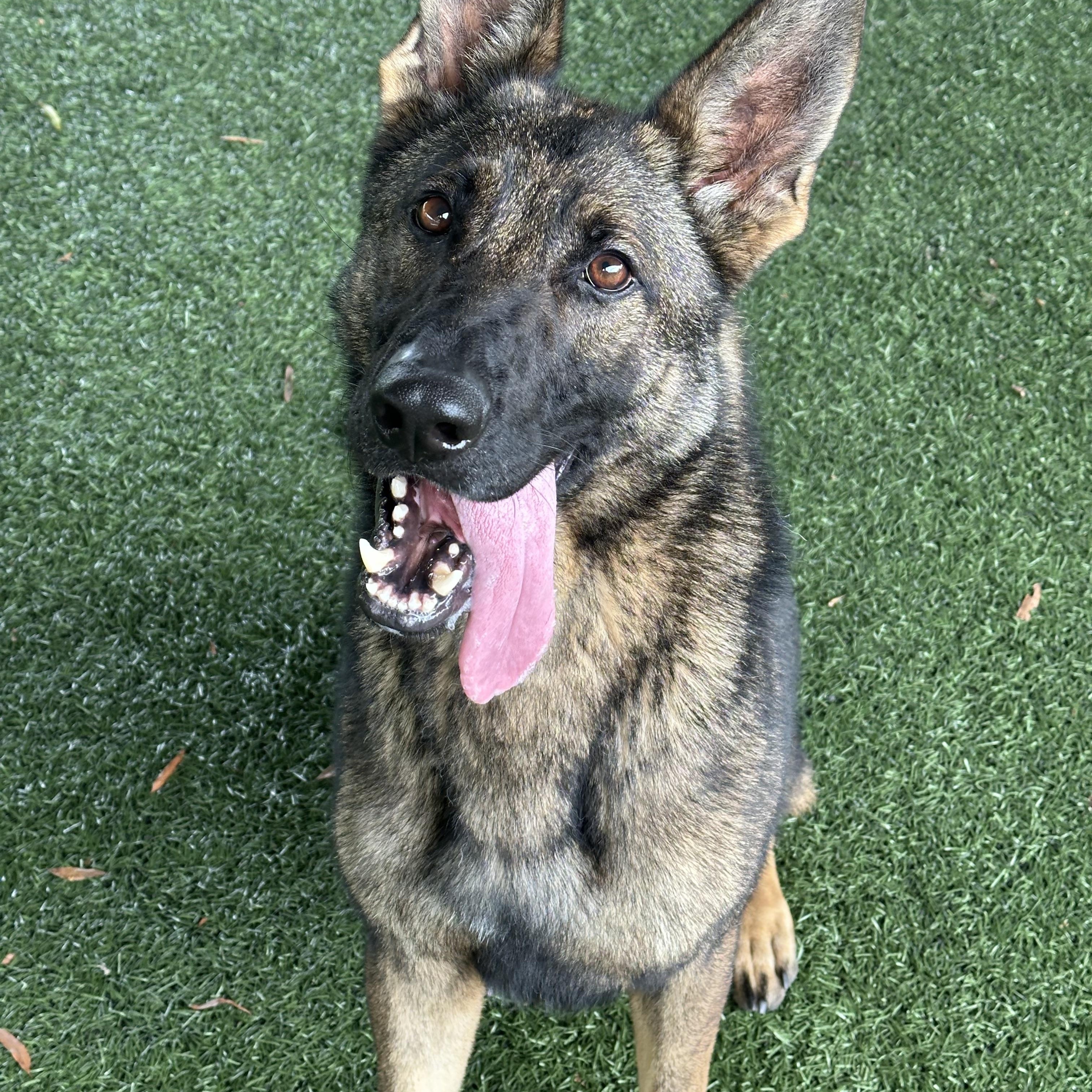 Uno, a Adoptable mixed breed in Newnan, GA image 2/6
