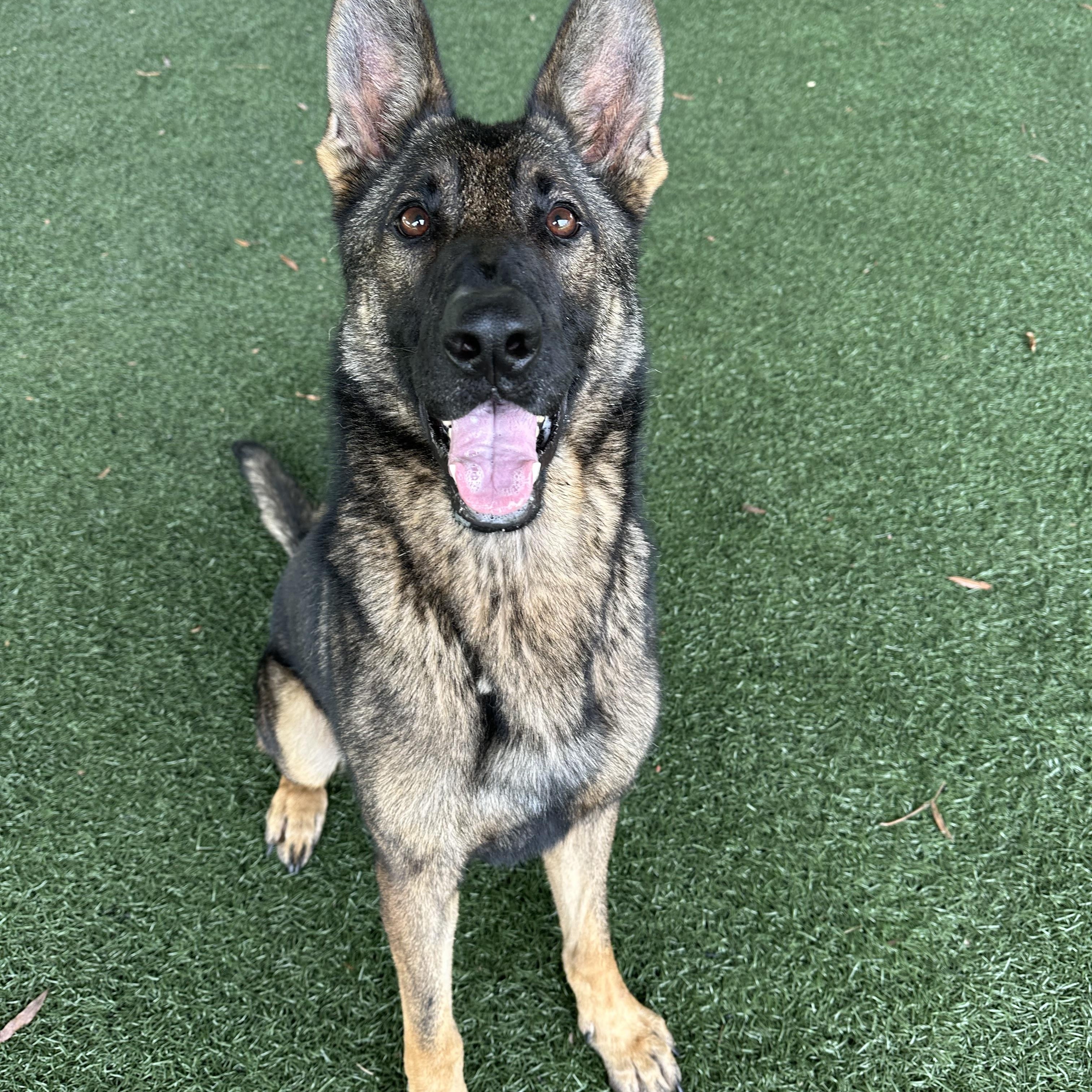 Uno, a Adoptable mixed breed in Newnan, GA image 5/6