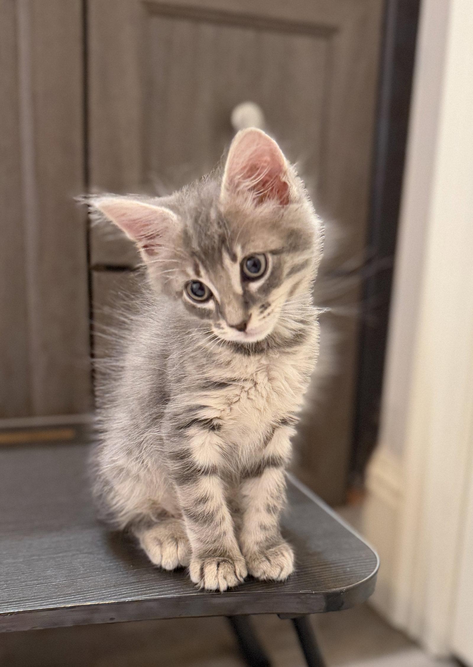 Harry, Adoptable, Kitten Male Domestic Medium Hair.