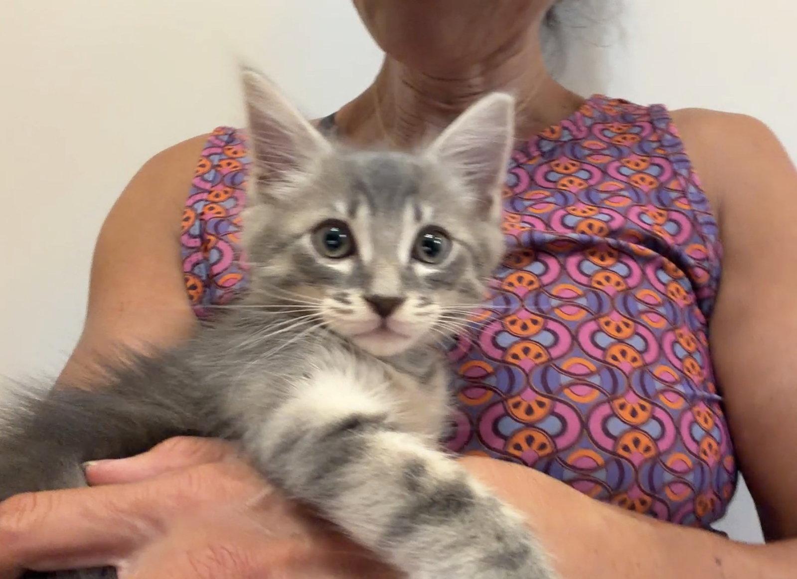 Enlarge Harry, a Adoptable Domestic Medium Hair in Orlando, FL image 2/3