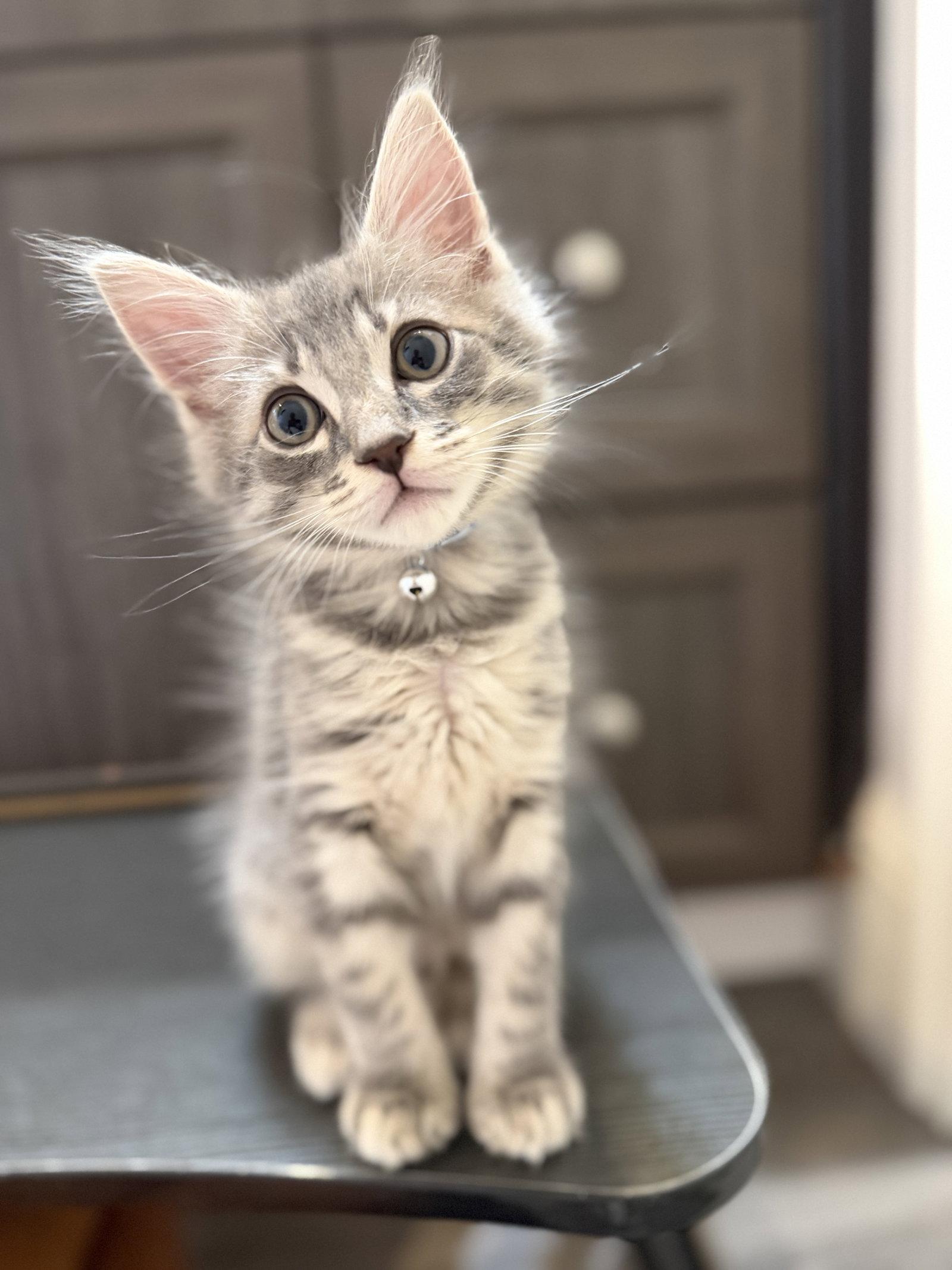 Enlarge Harry, a Adoptable Domestic Medium Hair in Orlando, FL image 3/3