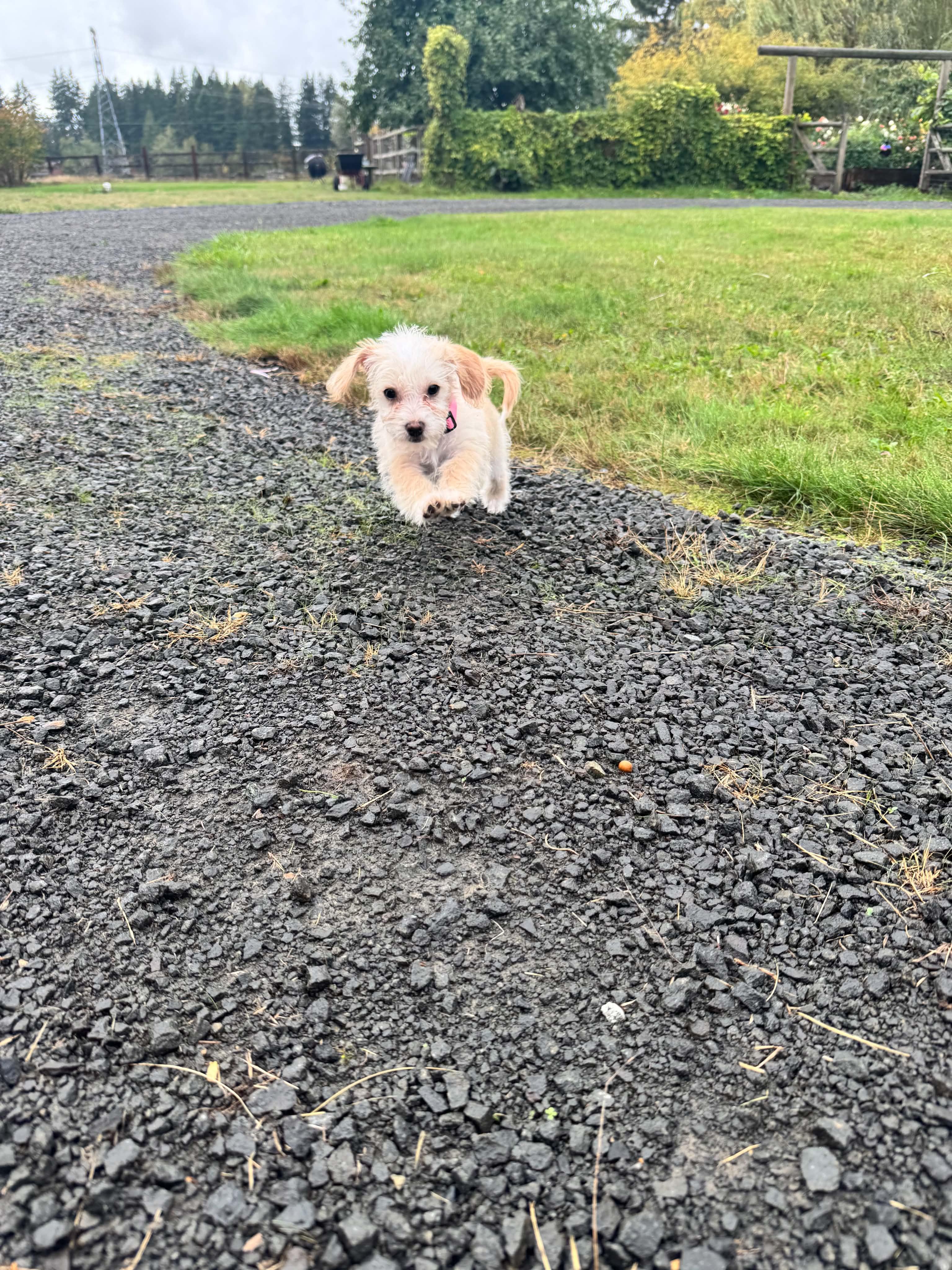 Enlarge Sky, a Adoptable mixed breed in Bonney Lake, WA image 4/4