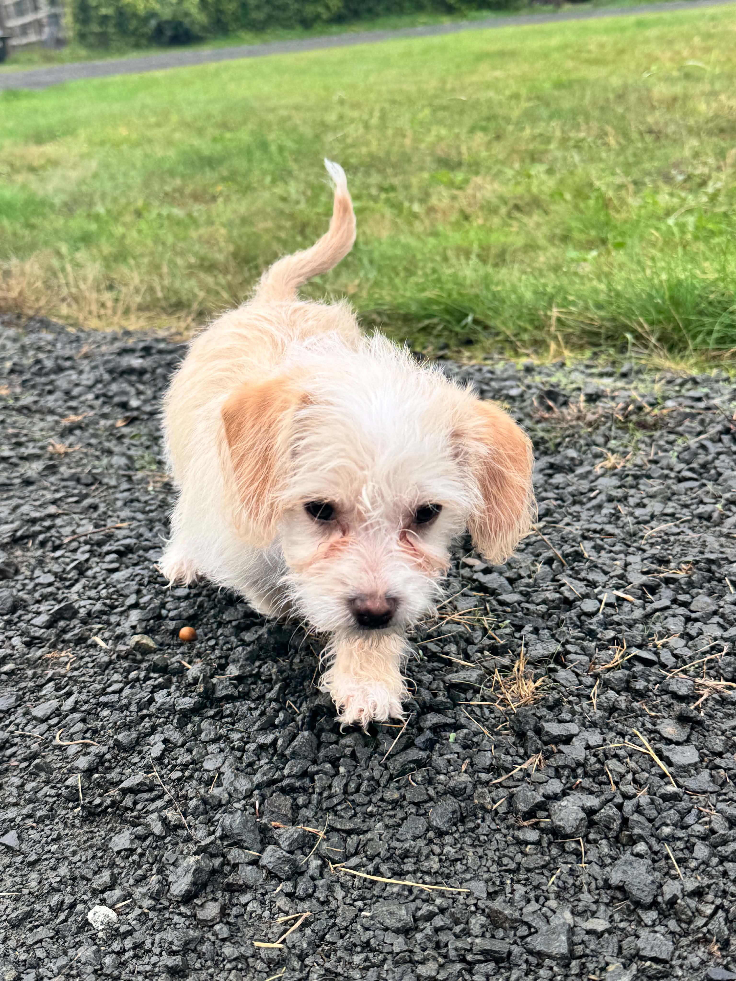 Sky, Adoptable, Puppy Female Miniature Poodle & Terrier.