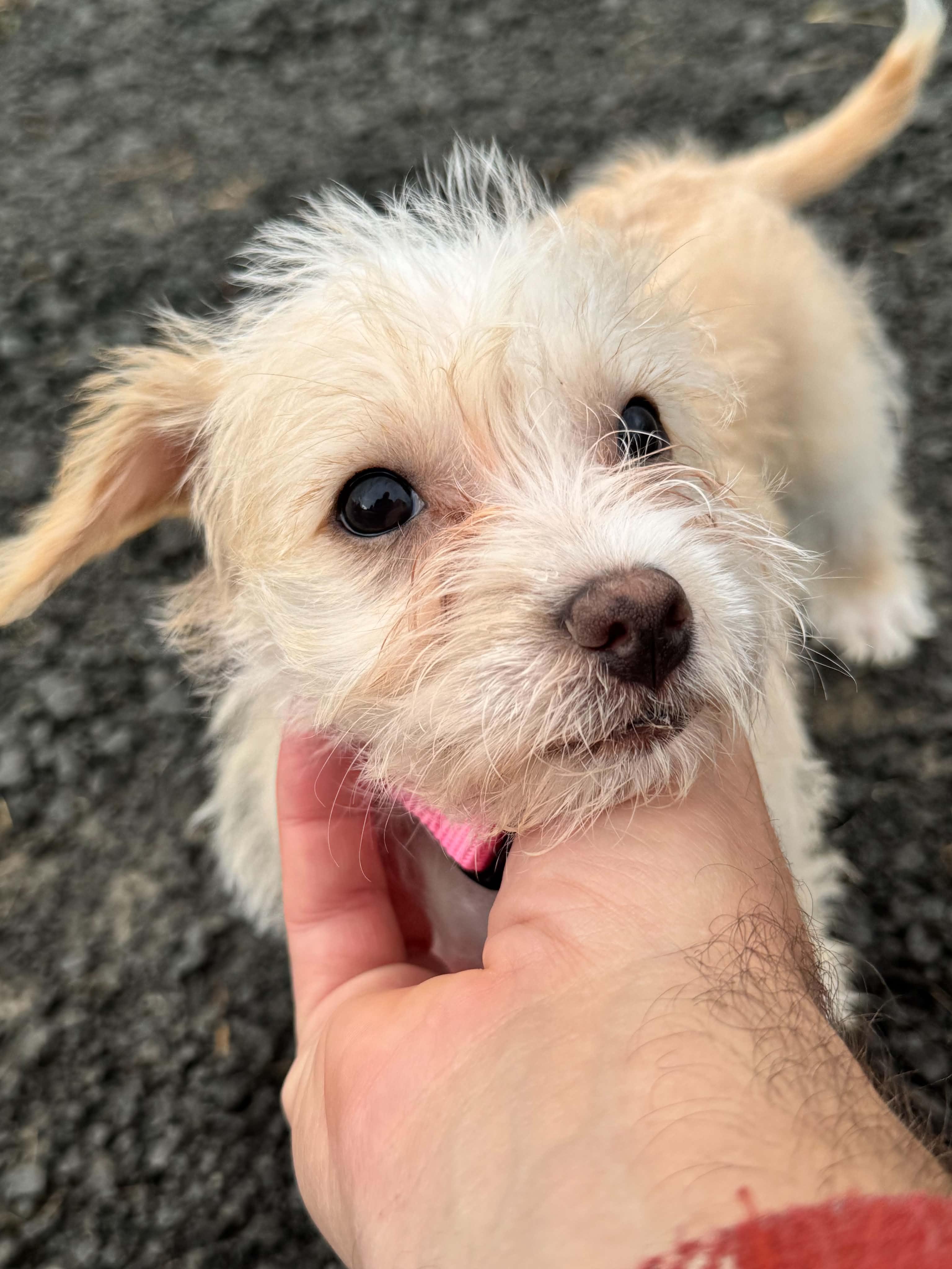 Enlarge Sky, a Adoptable mixed breed in Bonney Lake, WA image 2/4