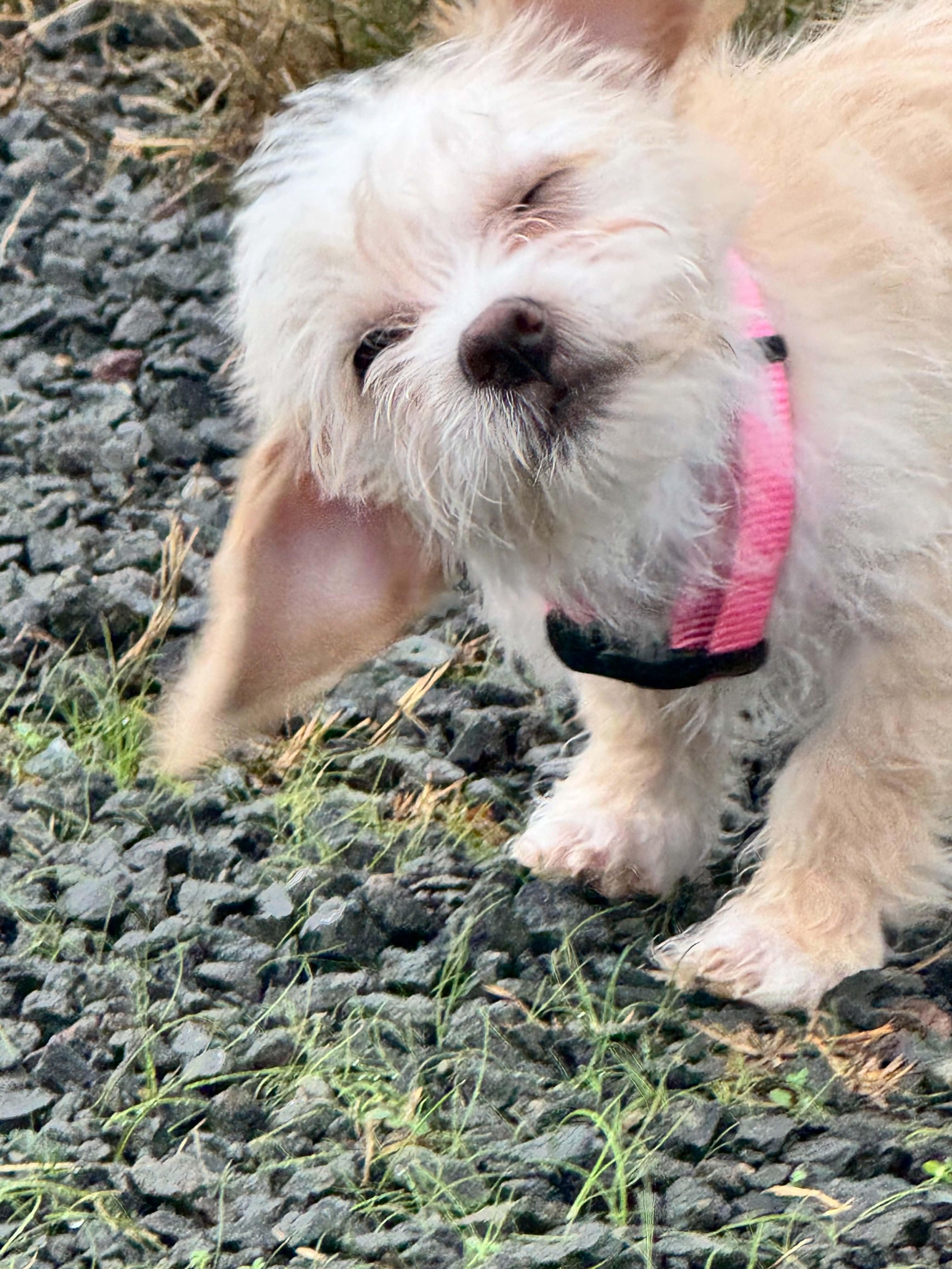 Enlarge Sky, a Adoptable mixed breed in Bonney Lake, WA image 3/4