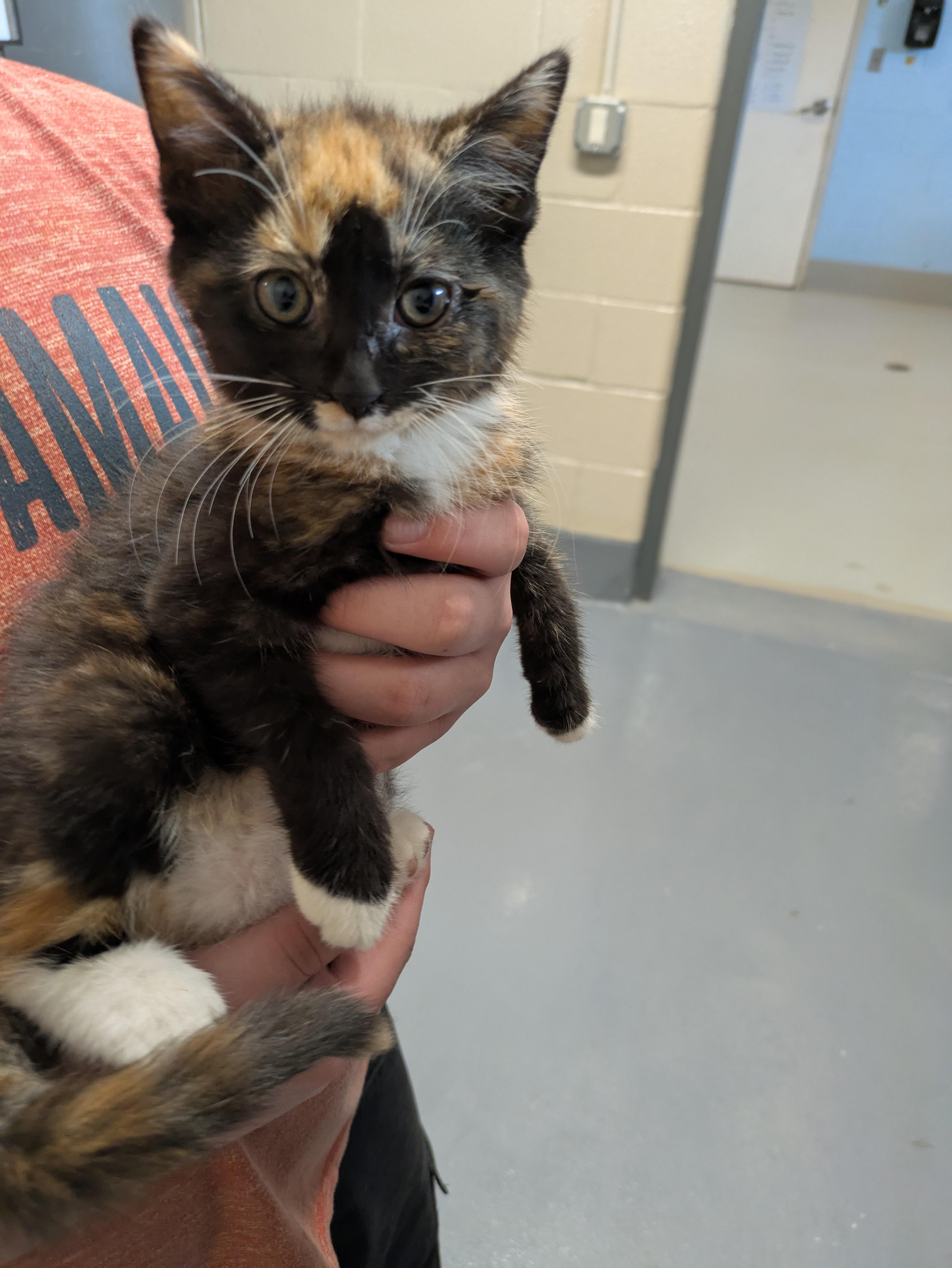Pumpkin, adopted, Young Female Domestic Medium Hair.