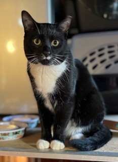 Enlarge Little Boy, a Adopted Tuxedo in Skaneateles, NY image 1/6