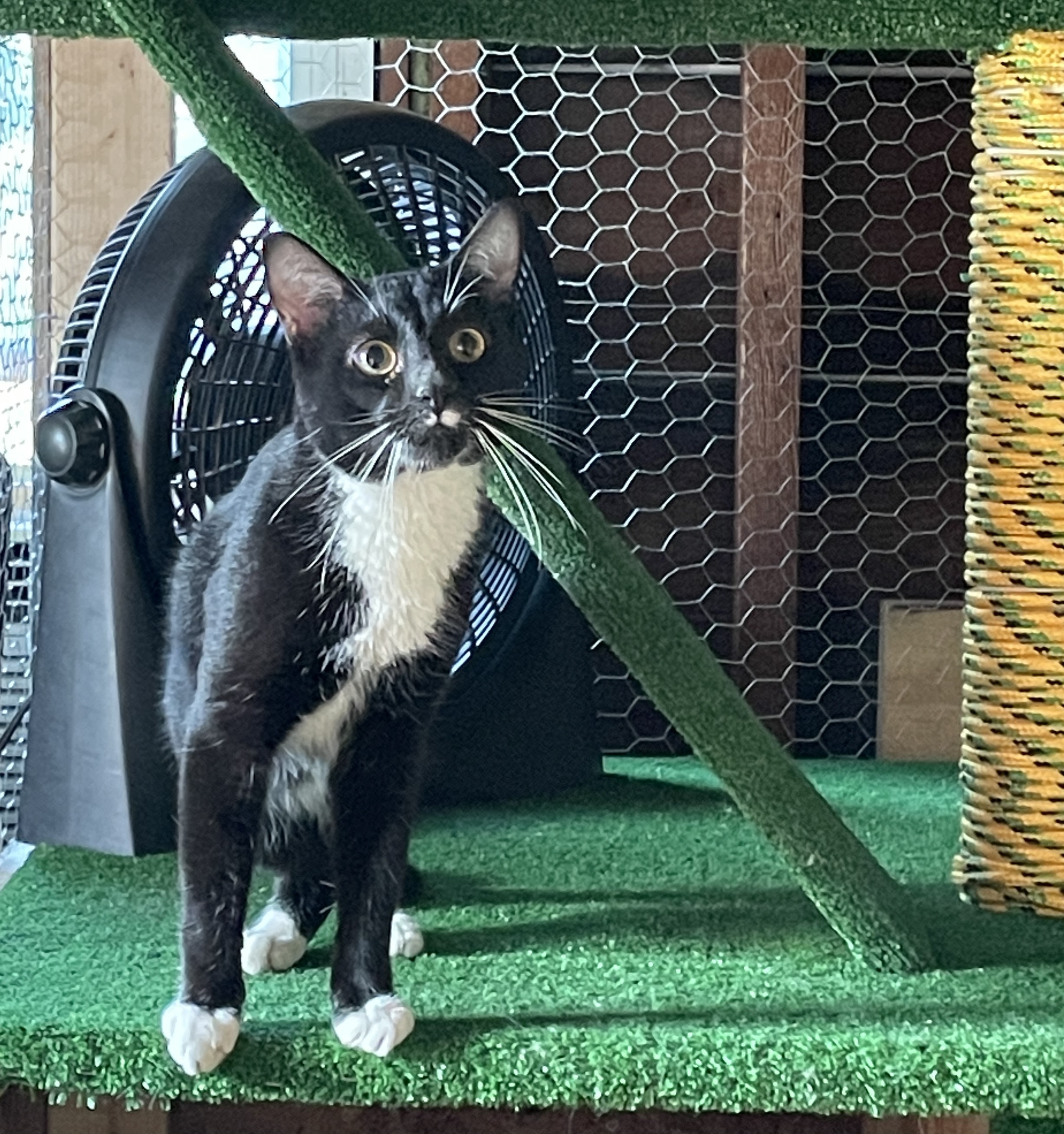 Enlarge Little Boy, a Adopted Tuxedo in Skaneateles, NY image 2/6