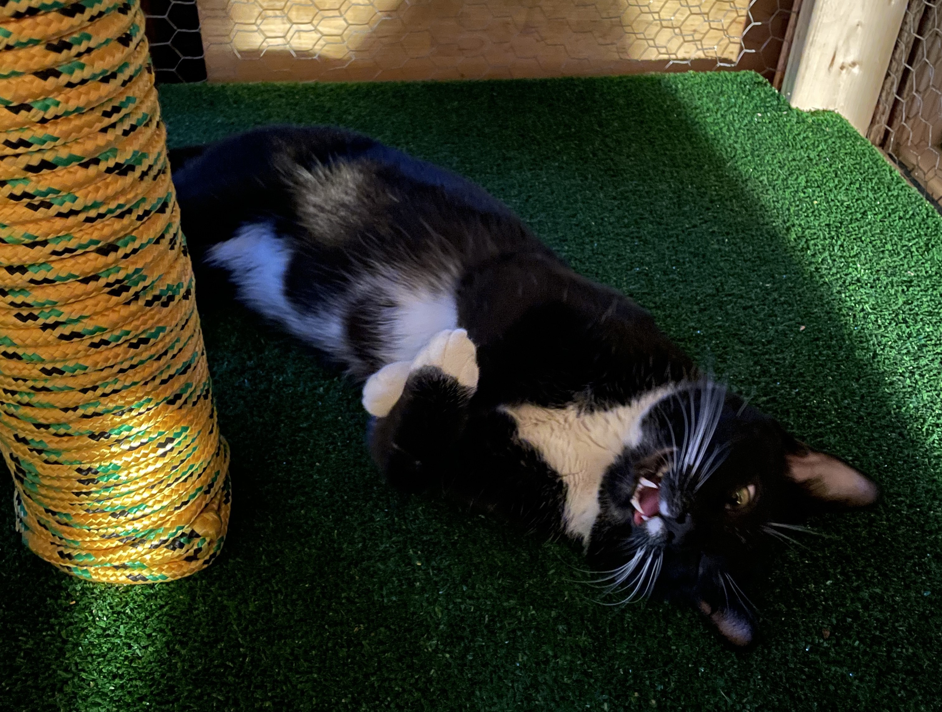 Enlarge Little Boy, a Adopted Tuxedo in Skaneateles, NY image 4/6