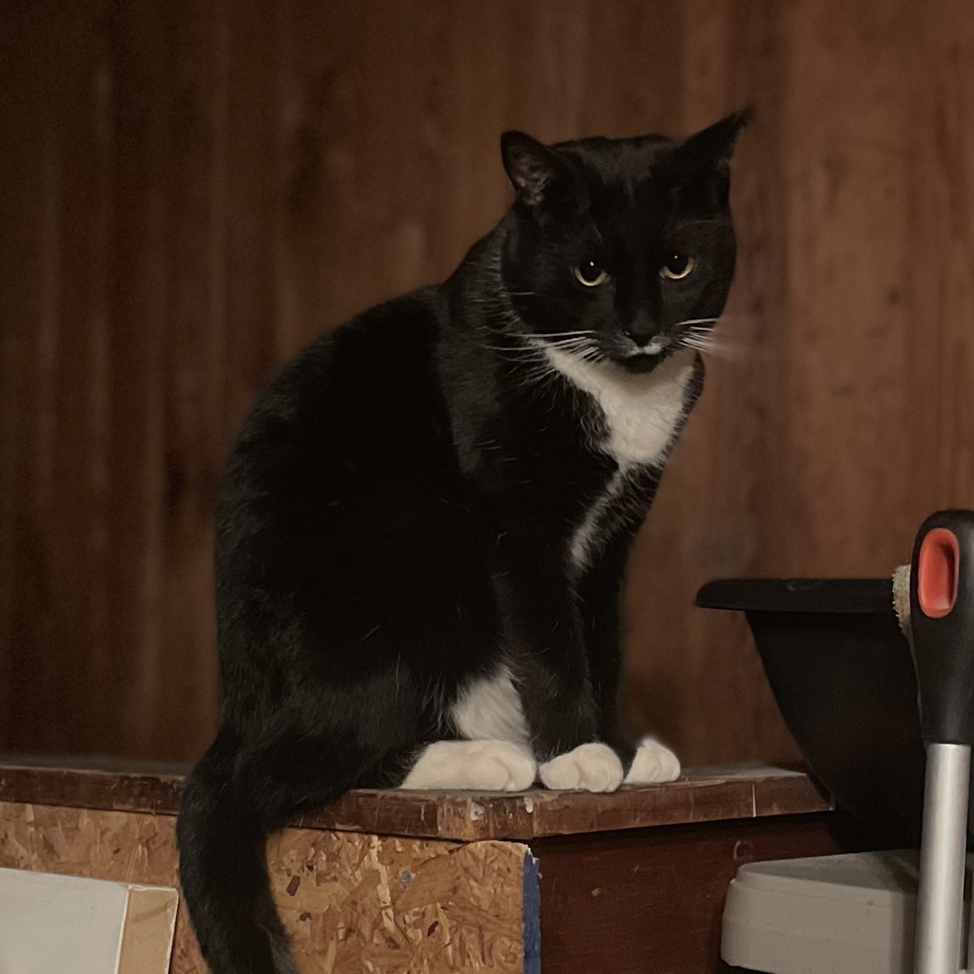 Enlarge Little Boy, a Adopted Tuxedo in Skaneateles, NY image 5/6