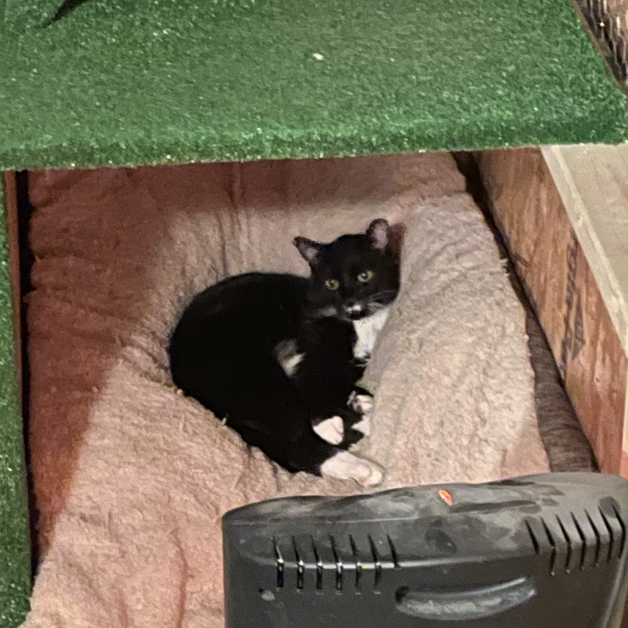 Enlarge Little Boy, a Adopted Tuxedo in Skaneateles, NY image 6/6