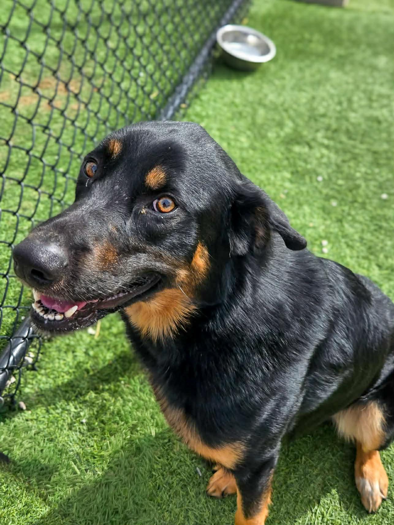 Ruger, a ADOPTABLE mixed breed in Richmond, KY image 2/2