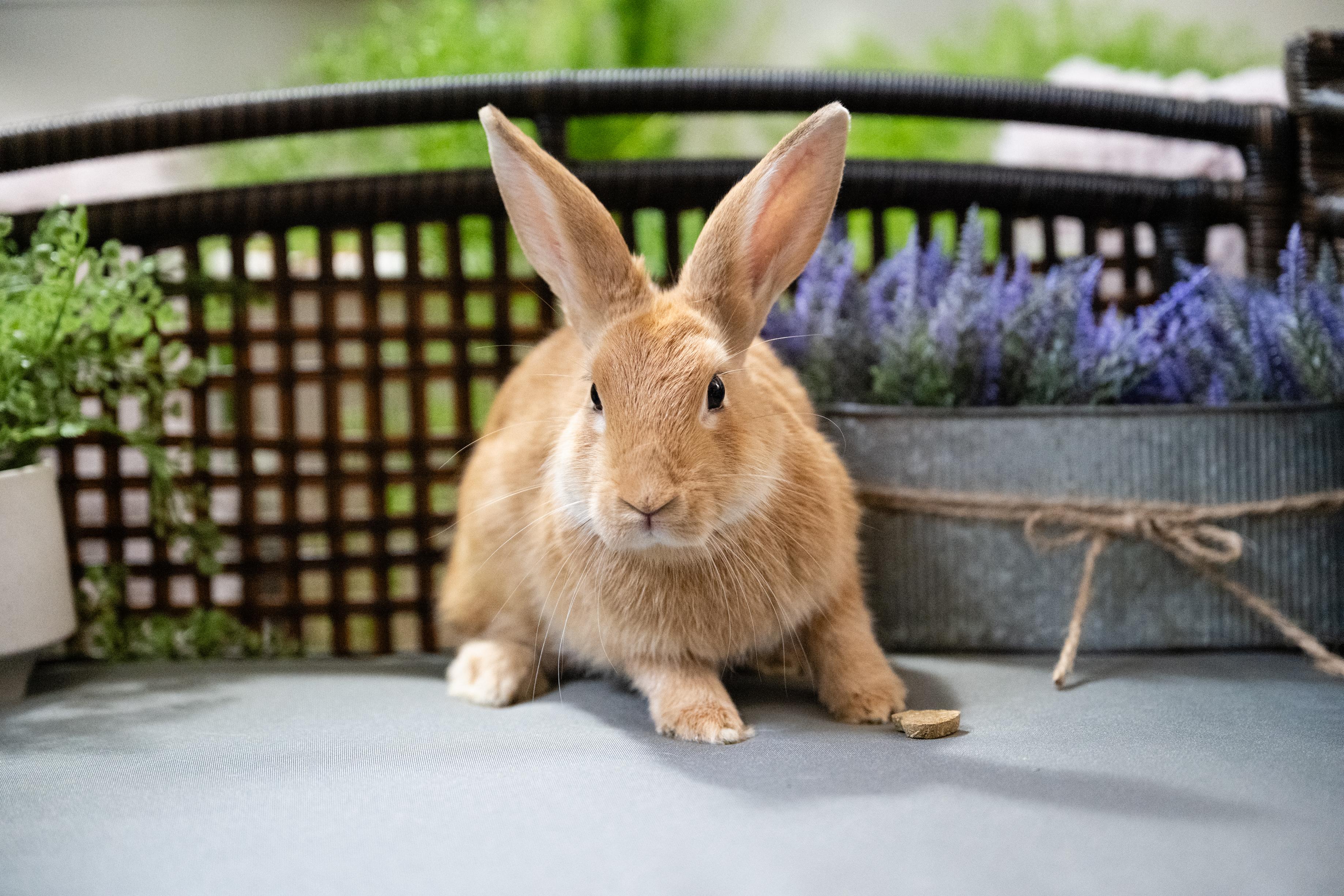 Vermillion, Adoptable, Young Male Bunny Rabbit.