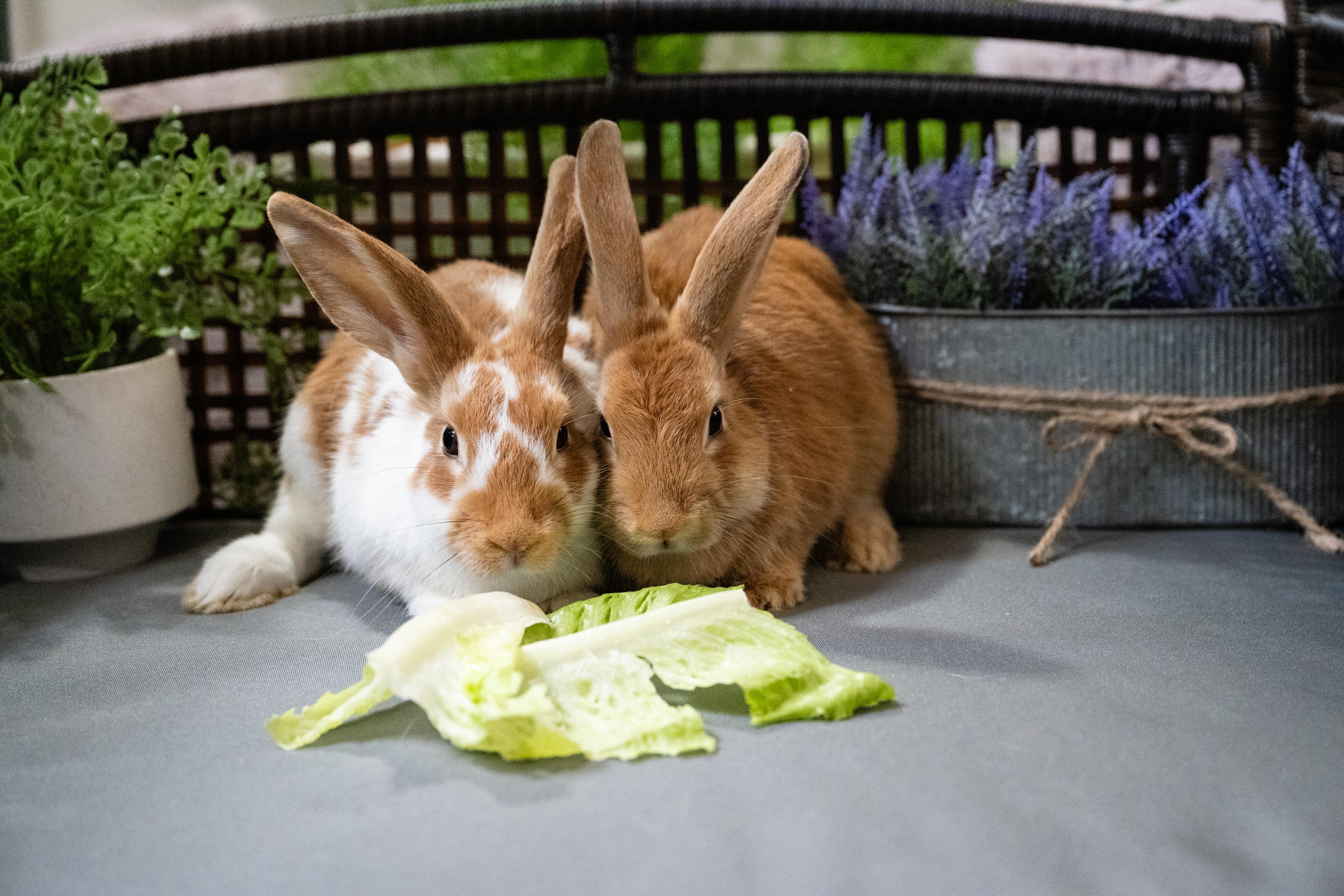 Enlarge Vermillion, a Adoptable Bunny Rabbit in Saint Paul, MN image 4/5