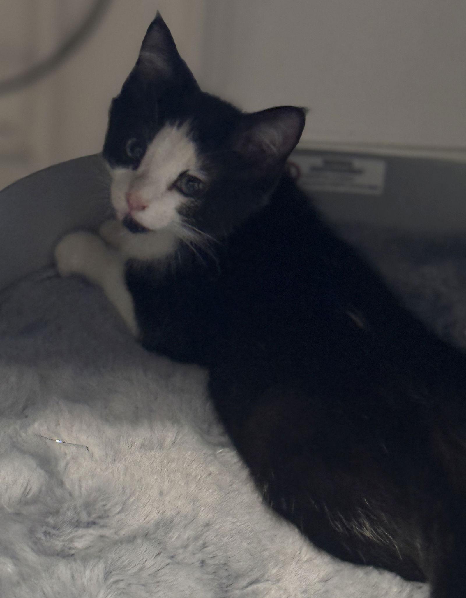 Enlarge Snowkiss, a Adoptable Domestic Short Hair in Seal Beach, CA image 1/2