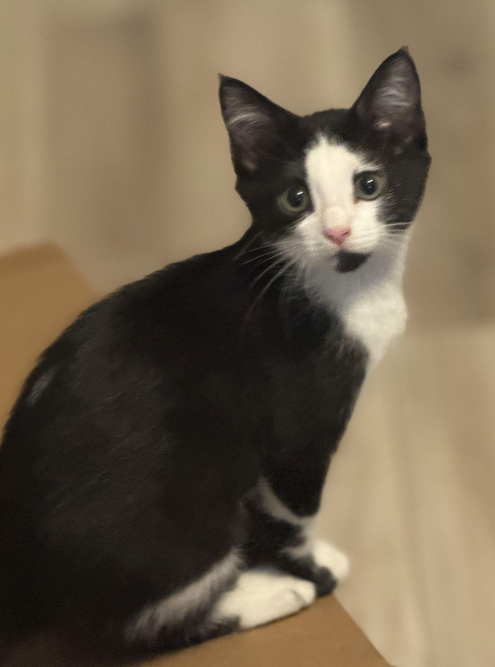 Enlarge Snowkiss, a Adoptable Domestic Short Hair in Seal Beach, CA image 2/2