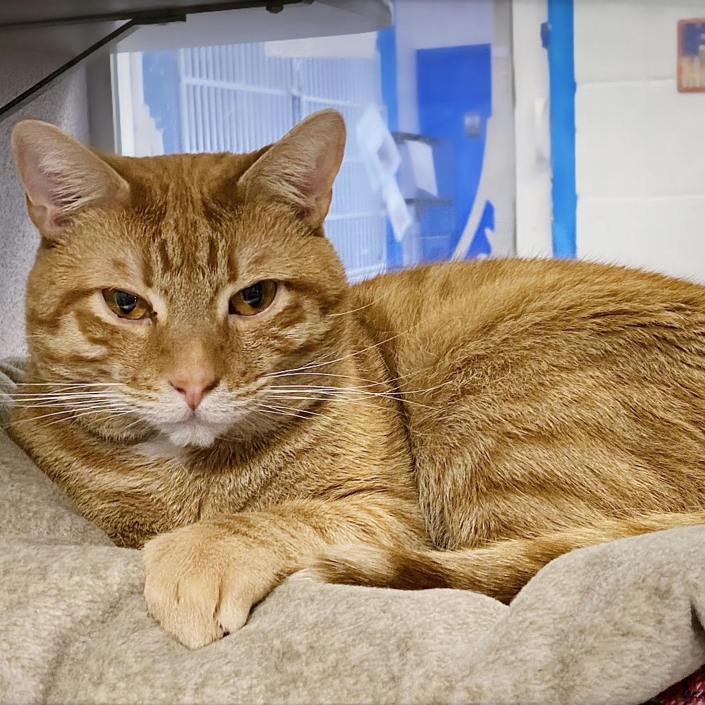 Kevin, Adoptable, Adult Male Domestic Short Hair.