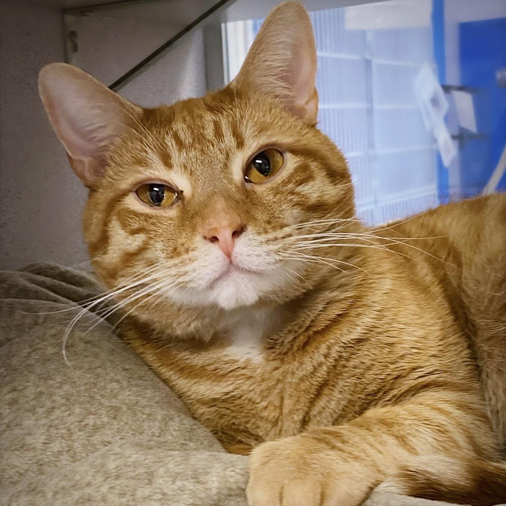 Kevin, a Adoptable Domestic Short Hair in Huntsville, AL image 2/4