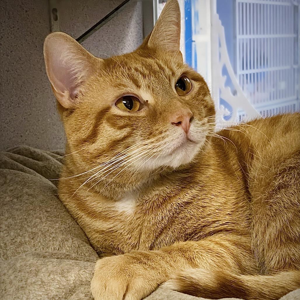 Kevin, a Adoptable Domestic Short Hair in Huntsville, AL image 3/4