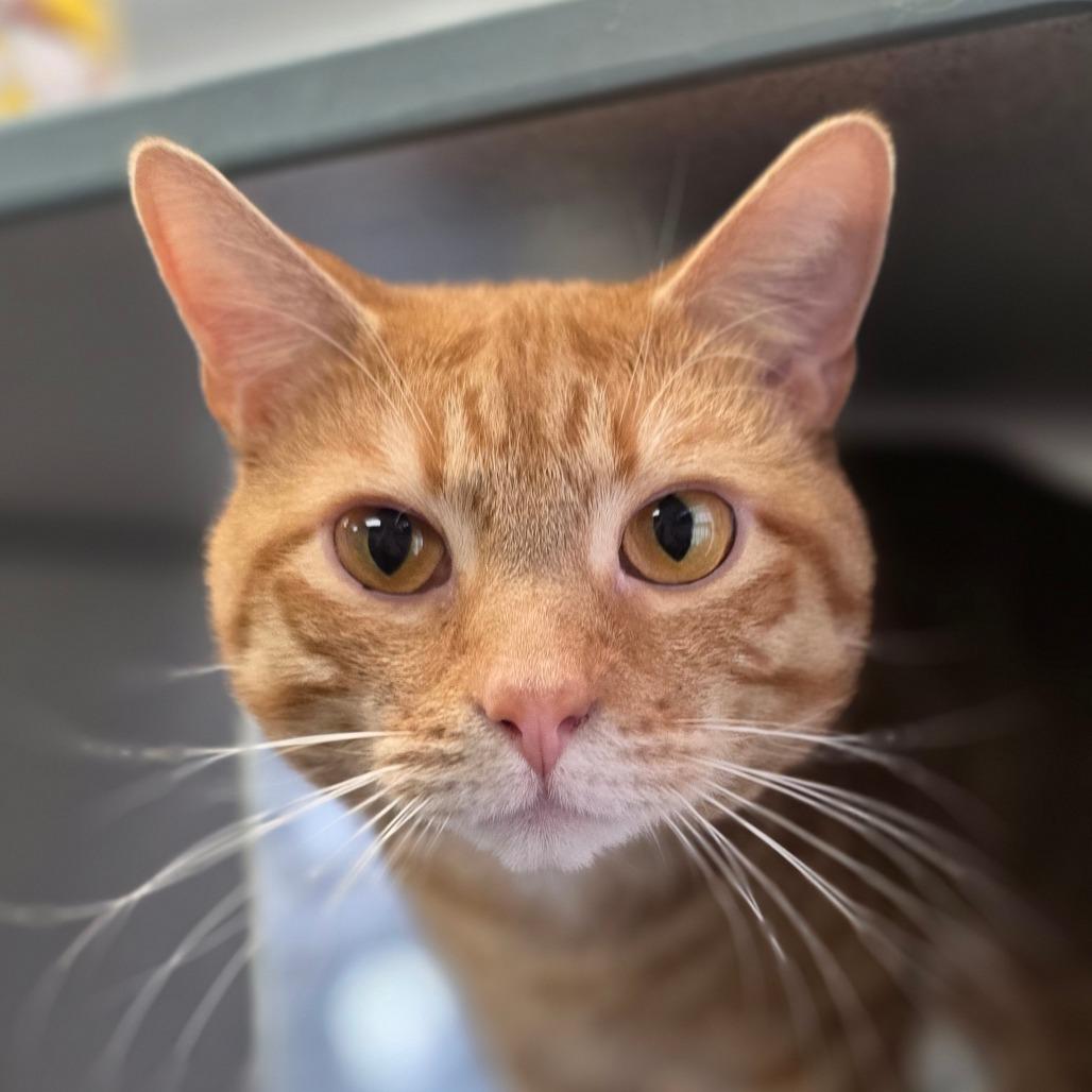 Kevin, a Adoptable Domestic Short Hair in Huntsville, AL image 4/4