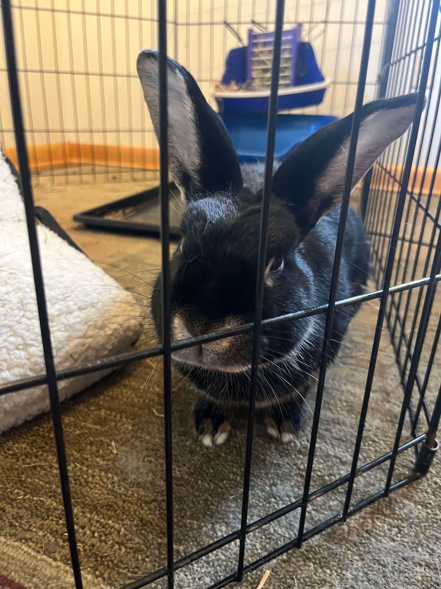 Toffee, Adoptable, Adult Female Dwarf.