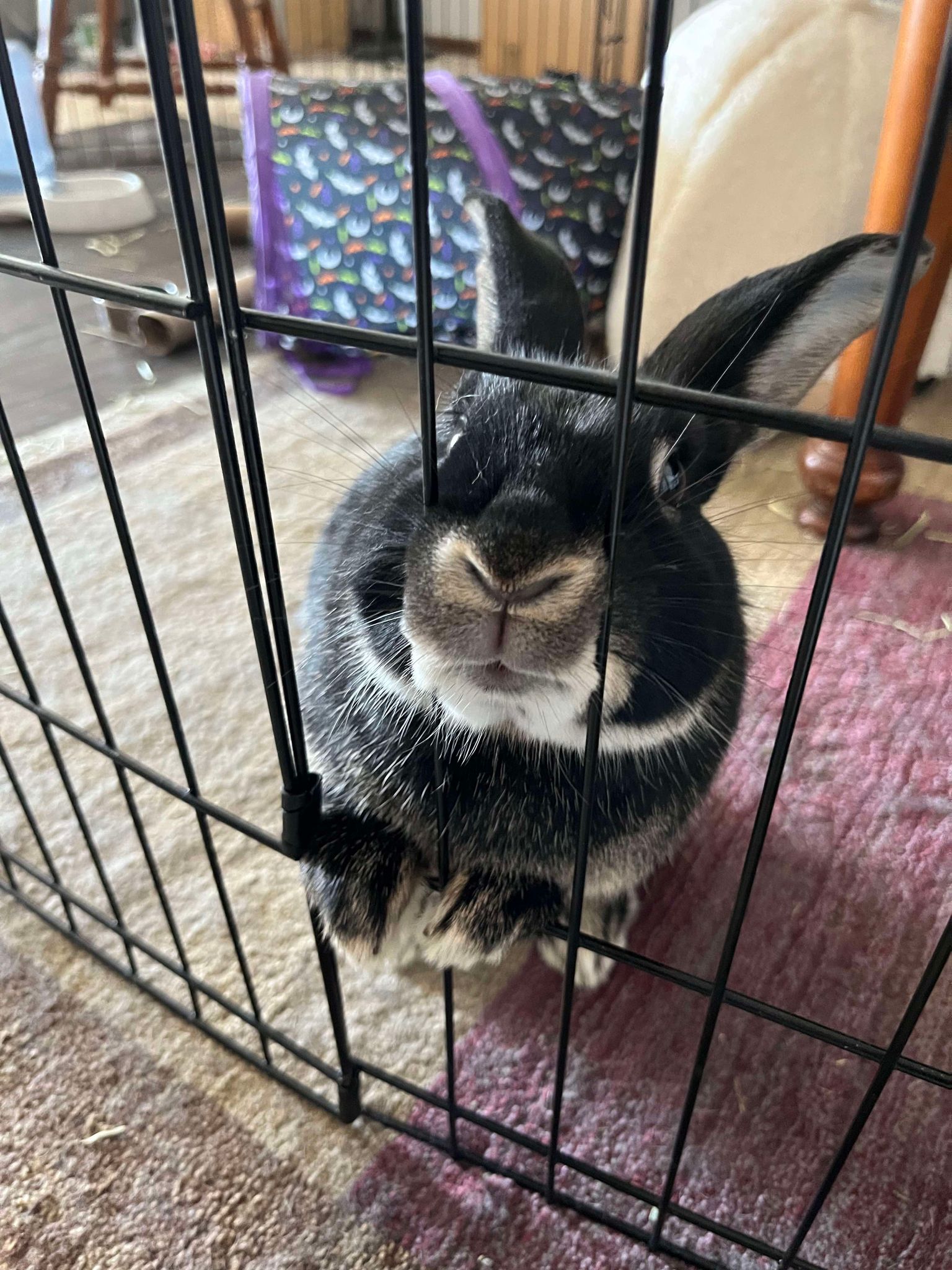 Enlarge Toffee, a Adoptable Dwarf in Waukesha, WI image 2/4