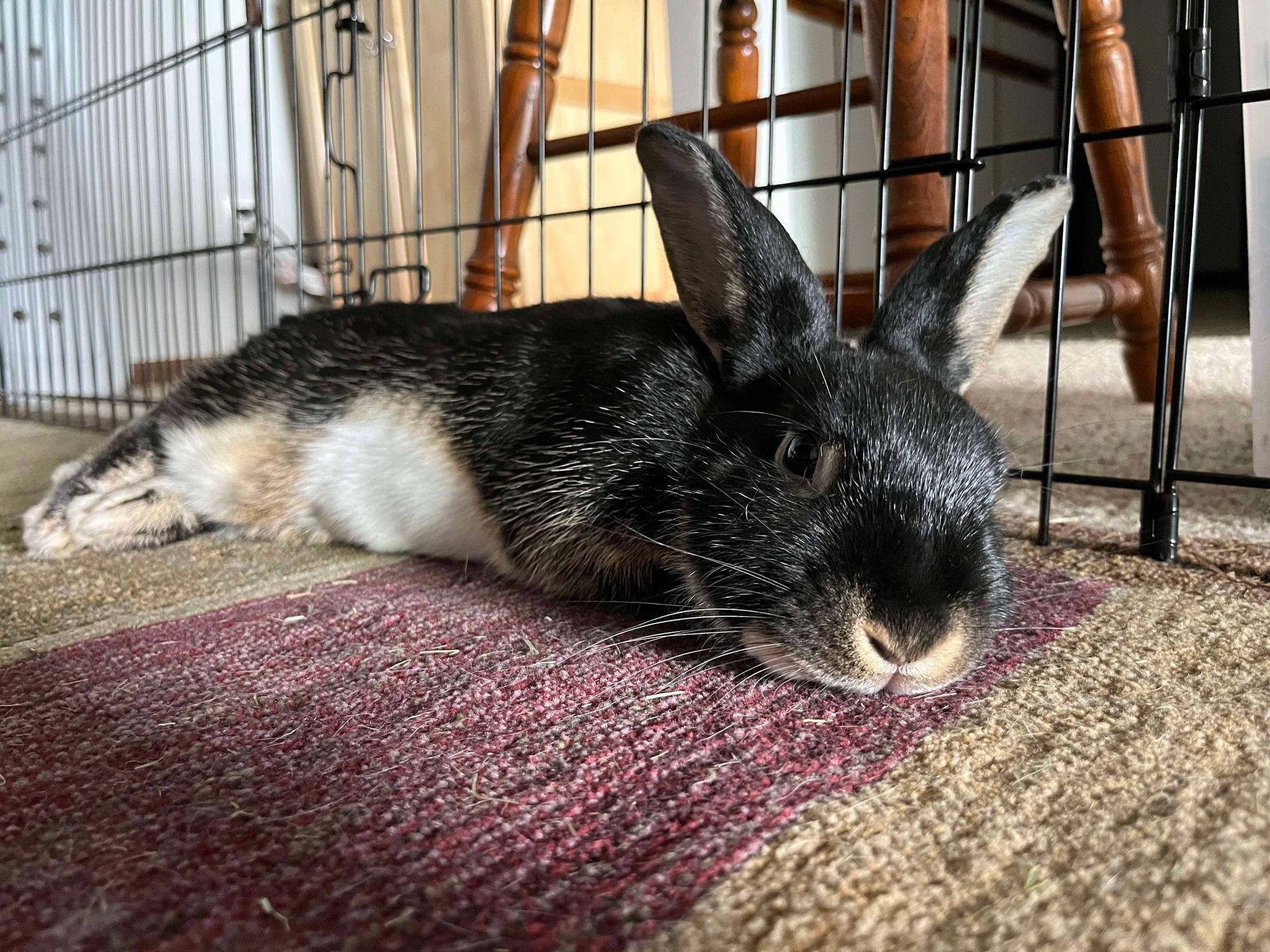 Enlarge Toffee, a Adoptable Dwarf in Waukesha, WI image 3/4