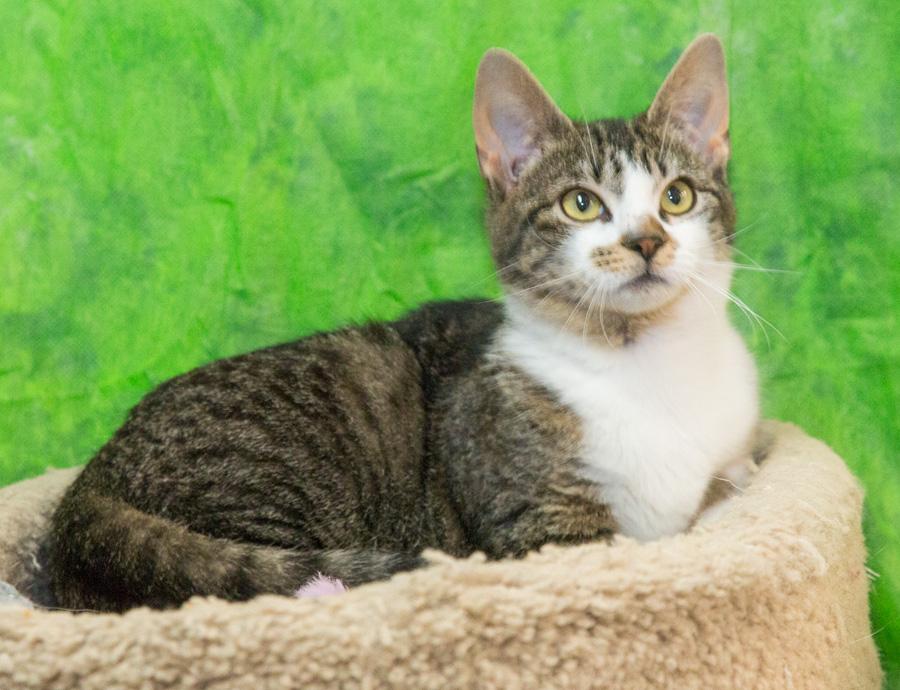 Enlarge Benji, a ADOPTABLE Domestic Short Hair in Paramus, NJ image 1/4