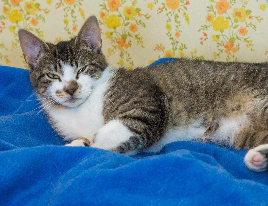 Enlarge Benji, a ADOPTABLE Domestic Short Hair in Paramus, NJ image 3/4