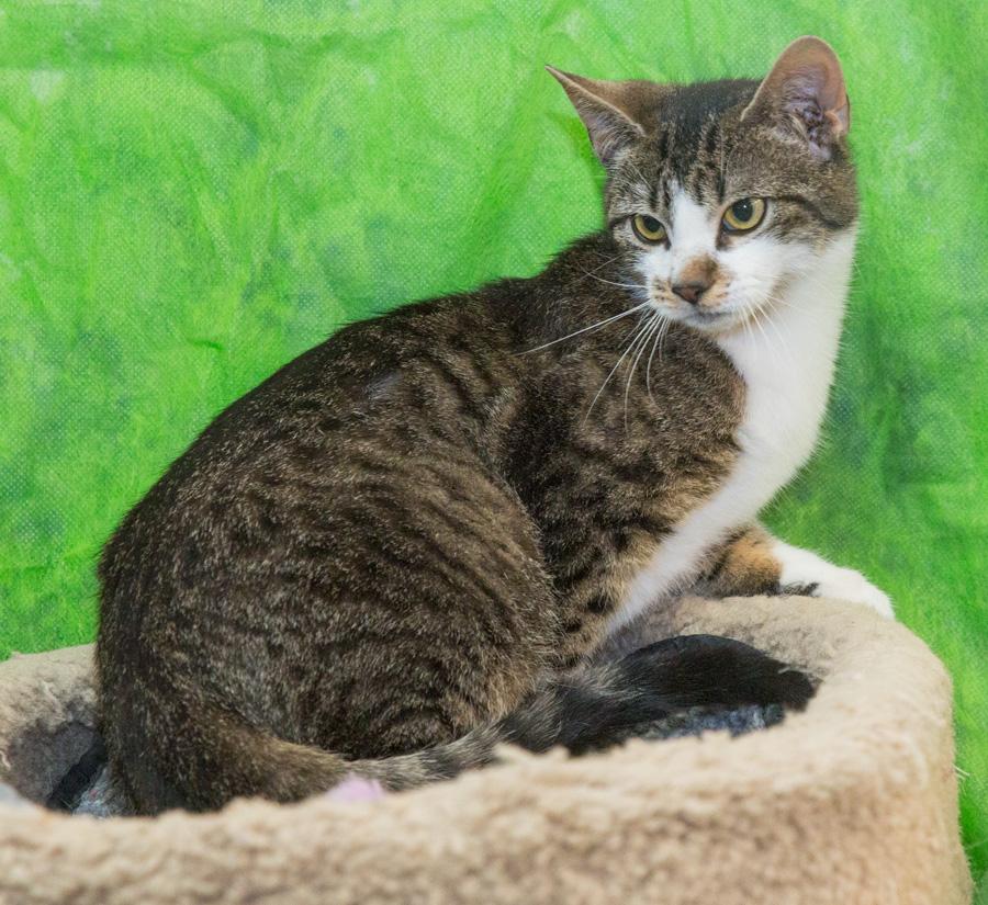 Enlarge Benji, a ADOPTABLE Domestic Short Hair in Paramus, NJ image 2/4