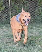 Jack, Adoptable, Senior Male German Shepherd Dog & Pit Bull Terrier.