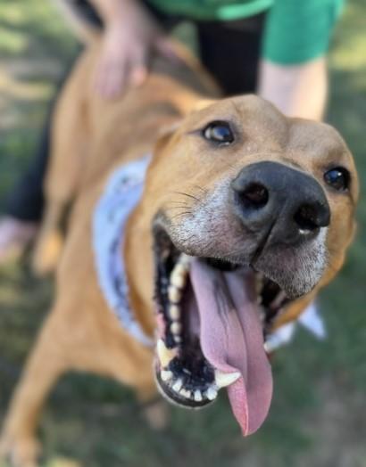 Enlarge Jack, a Adoptable mixed breed in New Albany, IN image 2/3