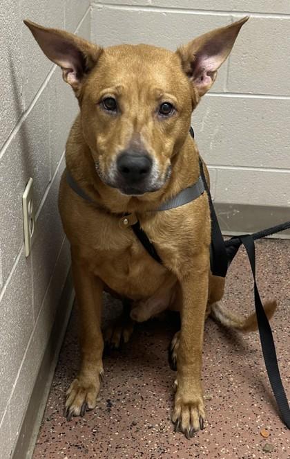 Enlarge Jack, a Adoptable mixed breed in New Albany, IN image 3/3