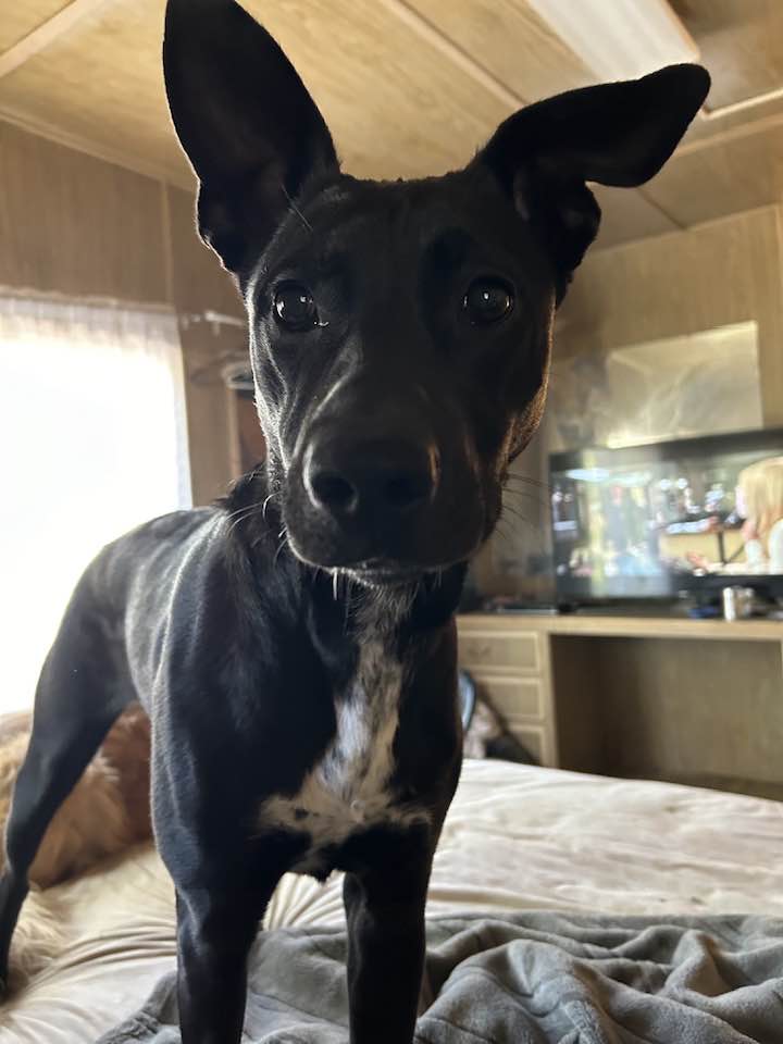 Enlarge SCARLET, a Adoptable mixed breed in Vacaville, CA image 1/1