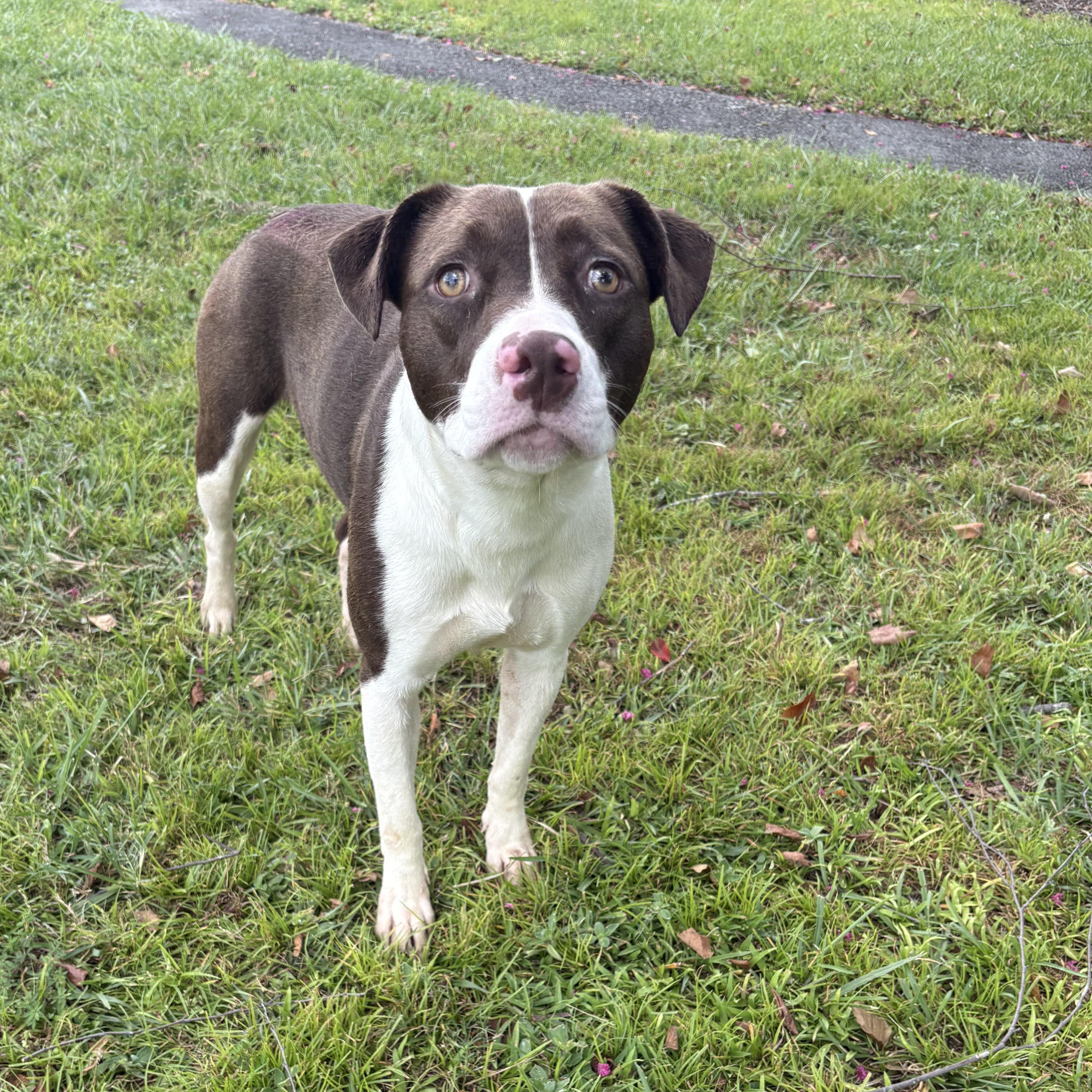 Elana, an adoptable mixed breed in Valdosta, GA image 2/2