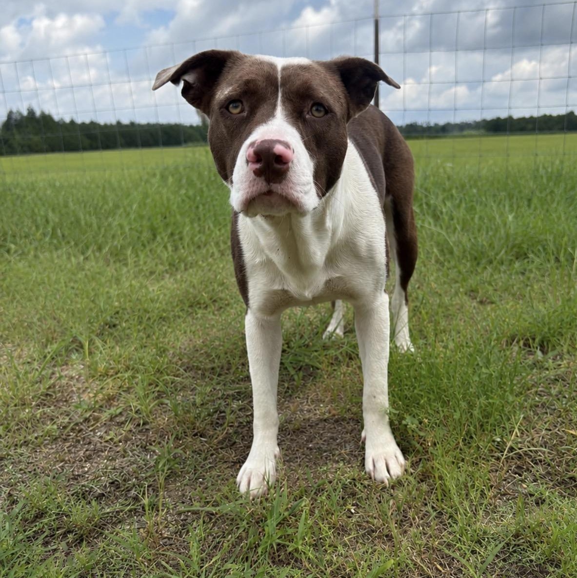 Elana, adoptable, Young Female Pit Bull Terrier.
