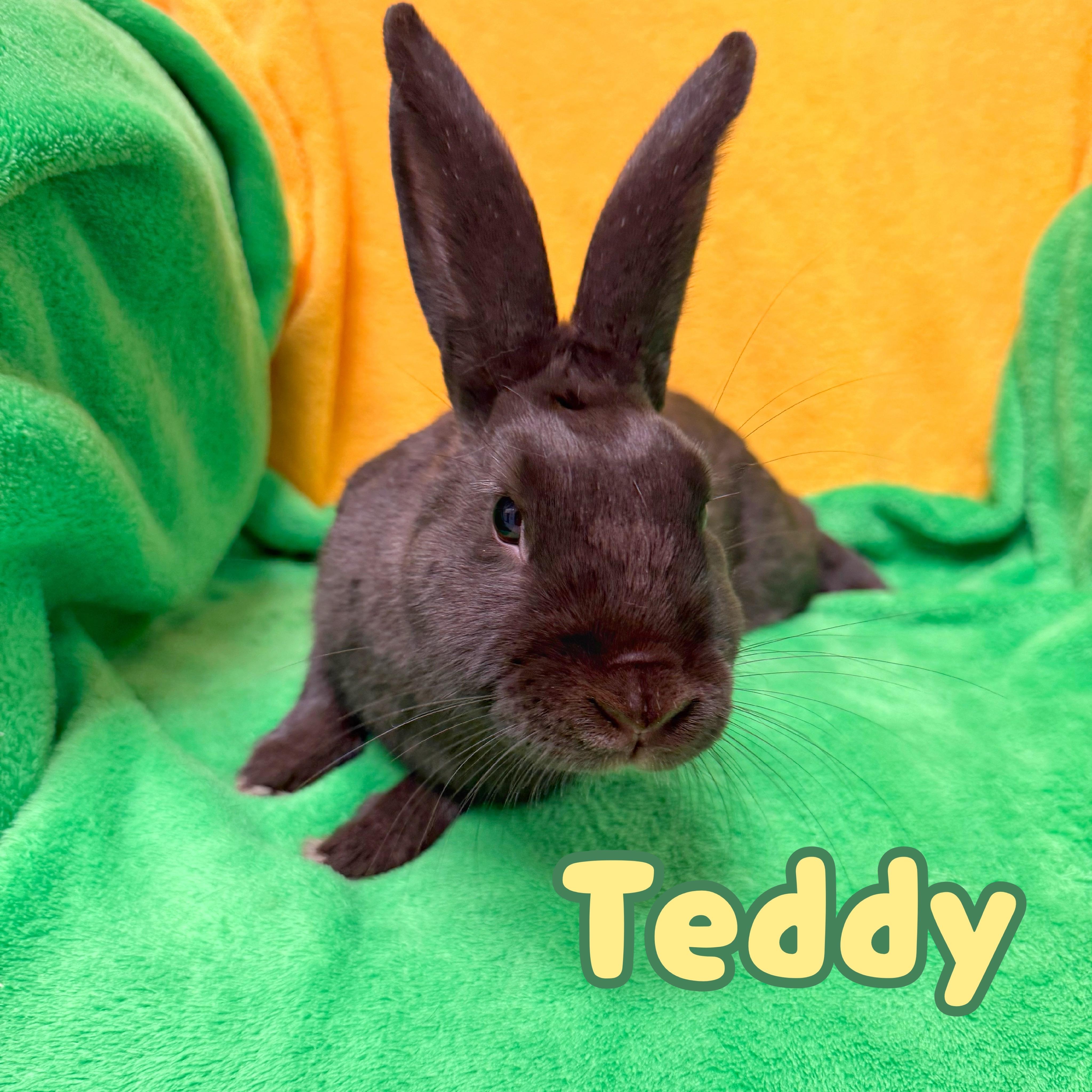 Enlarge Teddy Ruxpin, a Adoptable mixed breed in Roseville, CA image 1/1