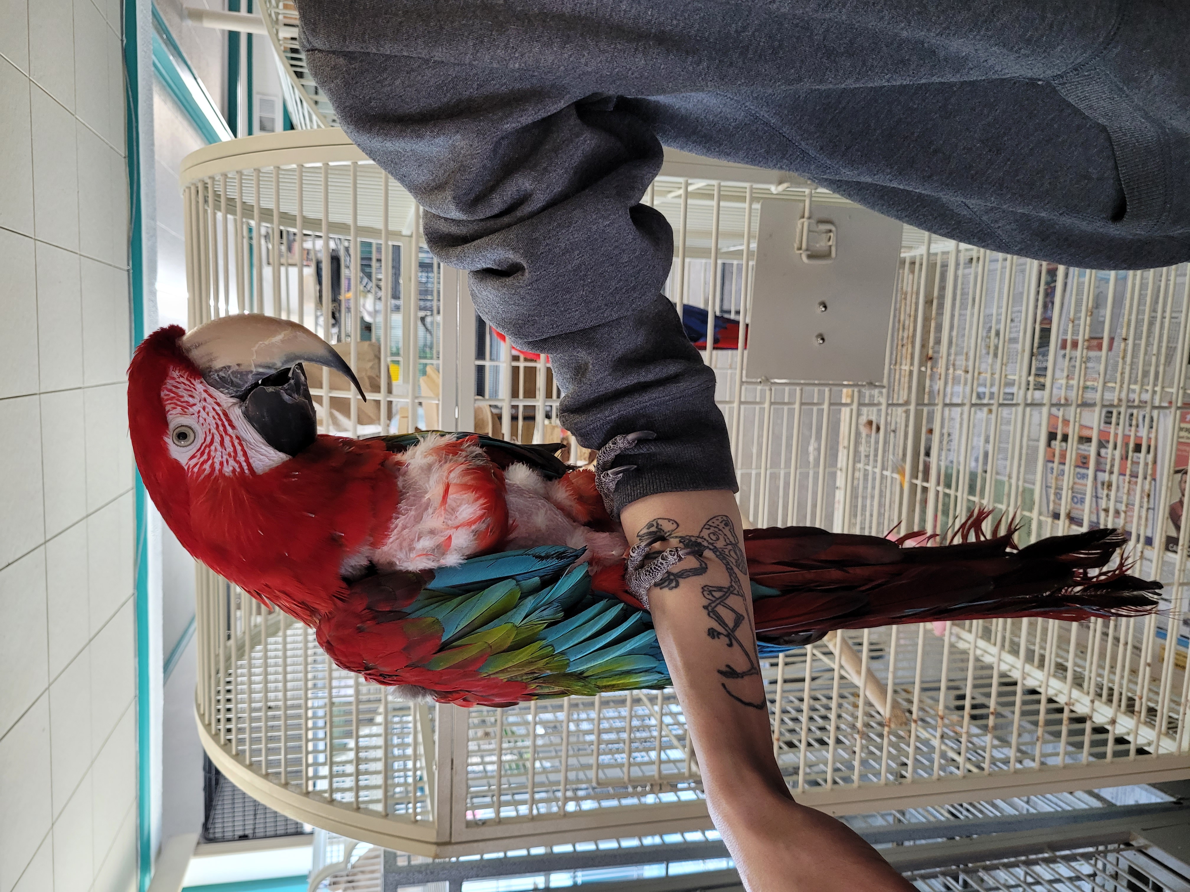 Enlarge Tango, a Adoptable Macaw in Sheboygan Falls, WI image 1/4
