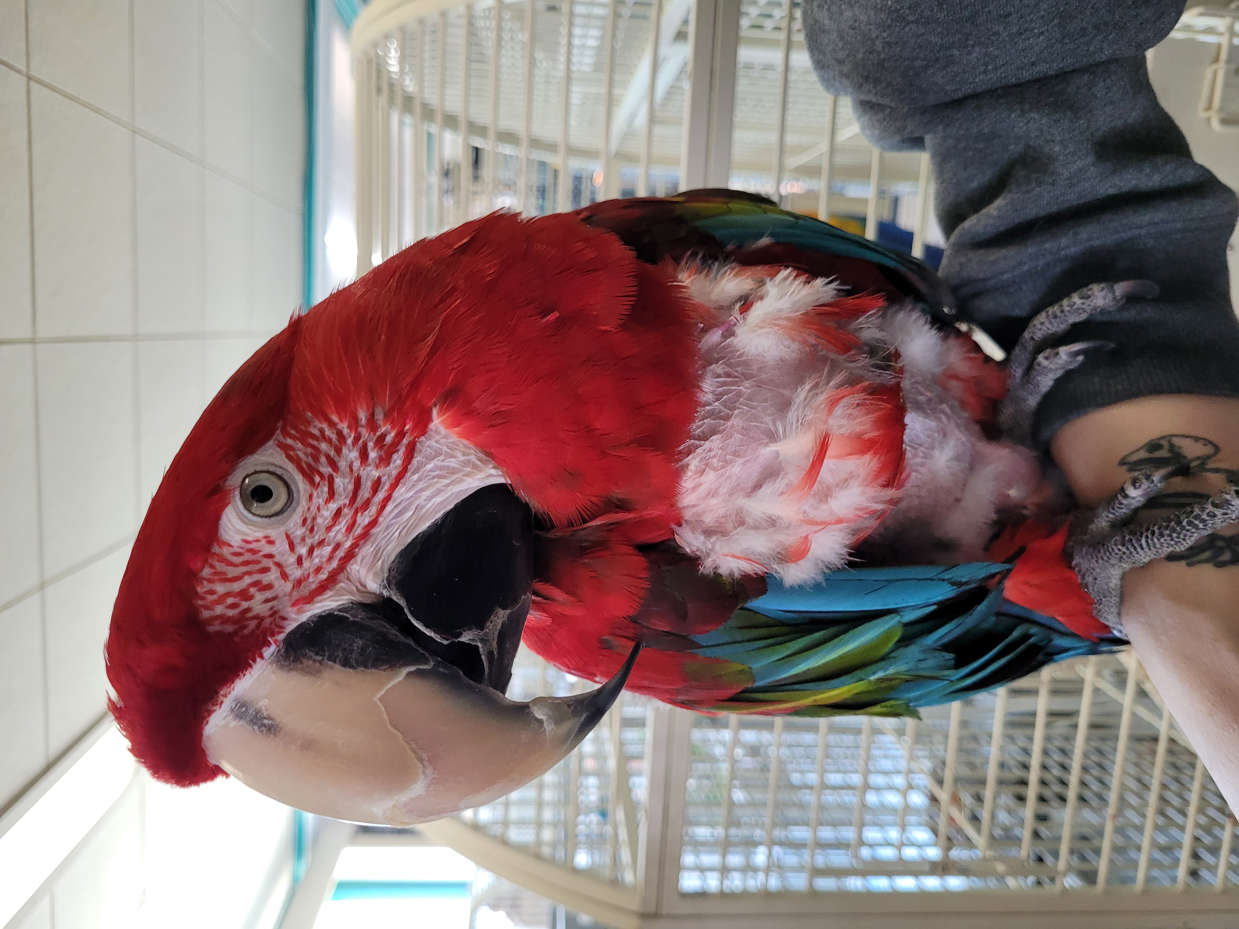 Enlarge Tango, a Adoptable Macaw in Sheboygan Falls, WI image 2/4