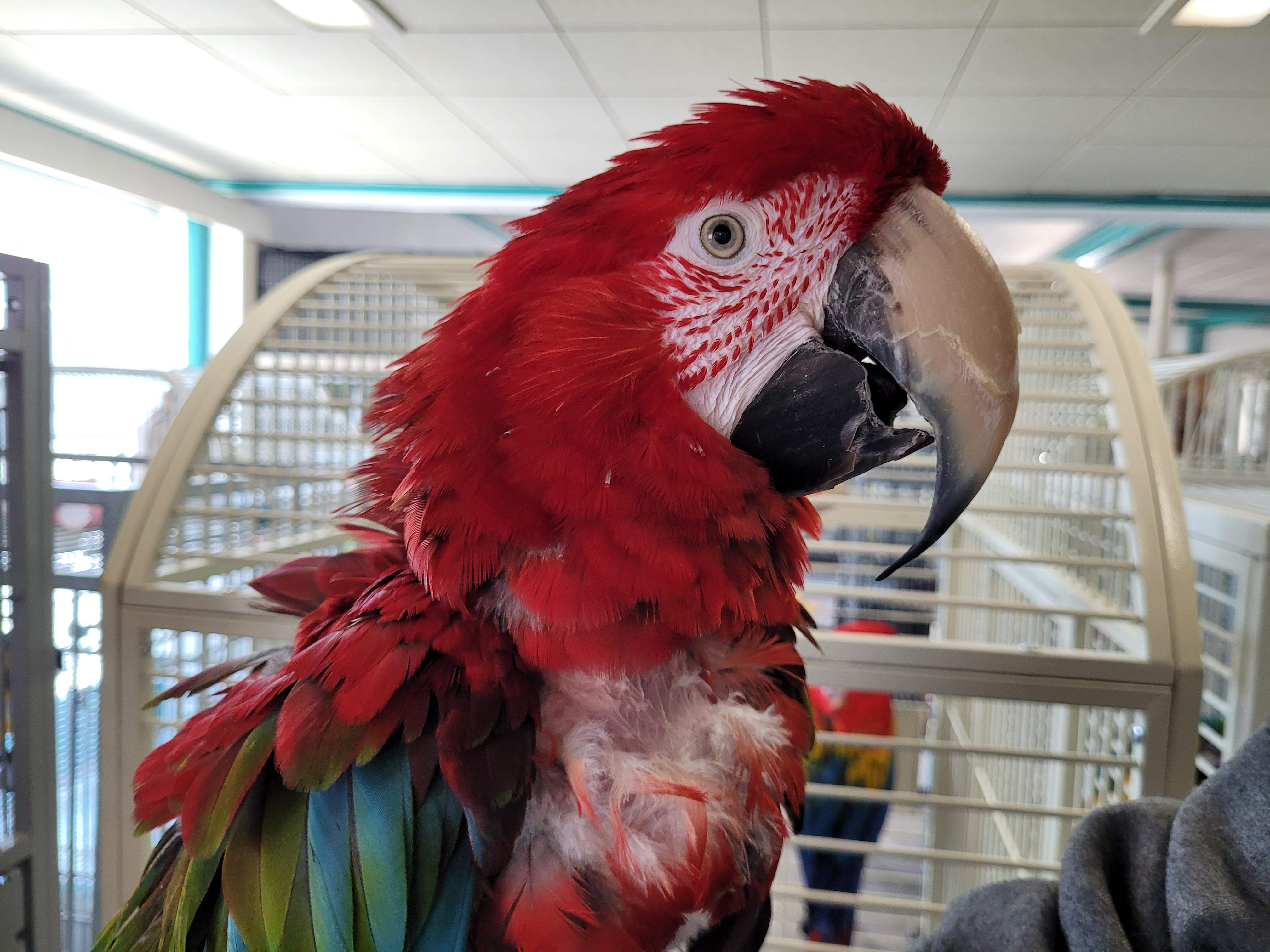 Enlarge Tango, a Adoptable Macaw in Sheboygan Falls, WI image 3/4