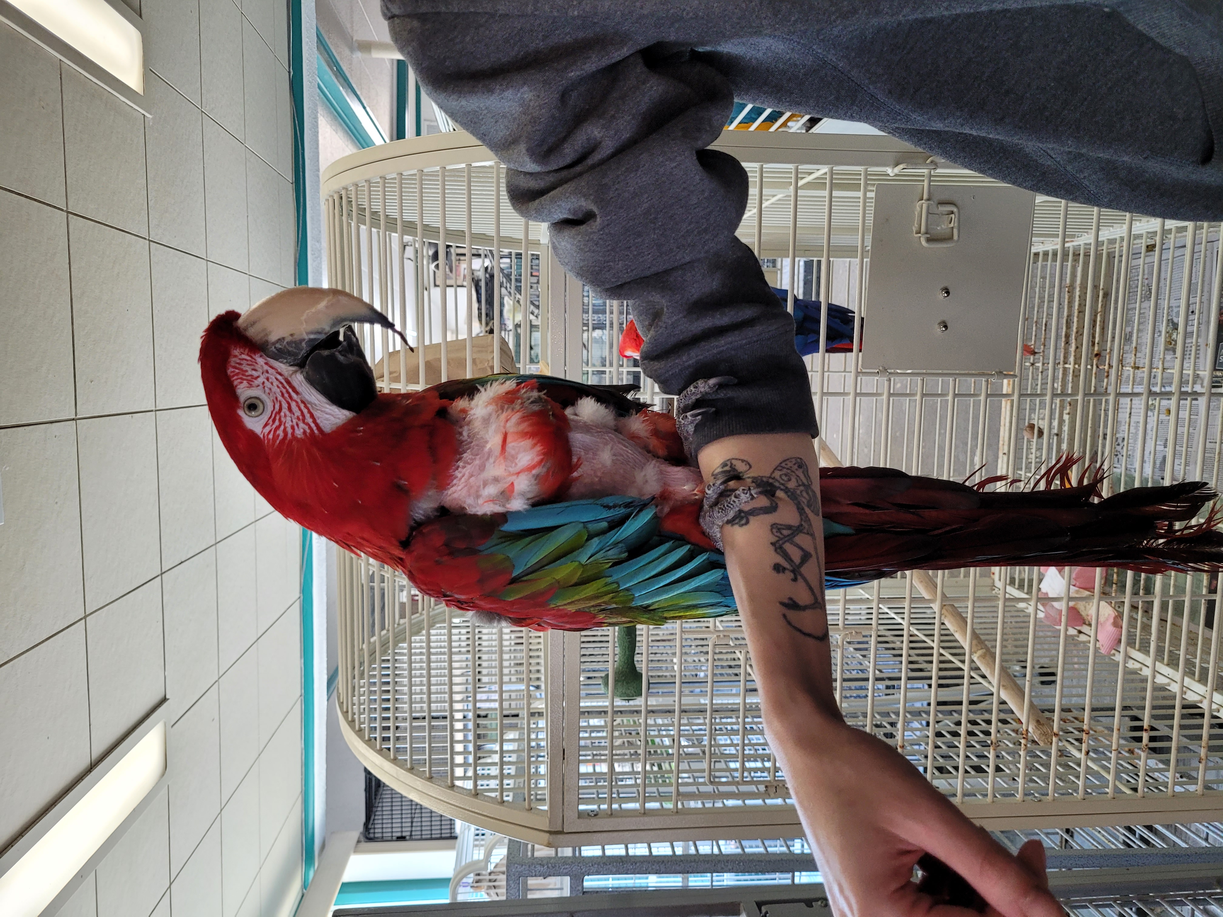 Enlarge Tango, a Adoptable Macaw in Sheboygan Falls, WI image 4/4