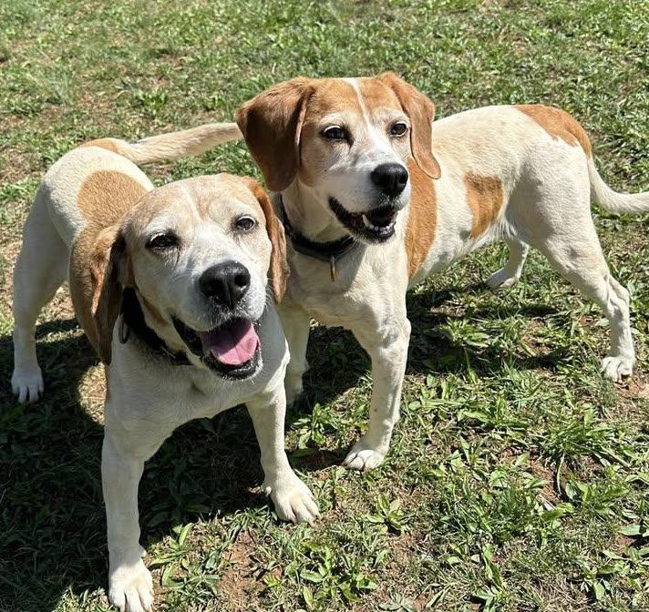 Janie, a Adoptable Hound in Palmyra, VA image 1/6