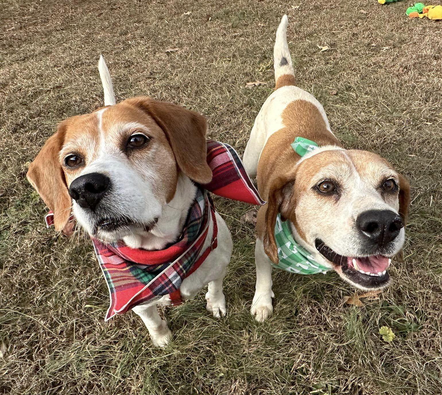 Janie, a Adoptable Hound in Palmyra, VA image 3/6