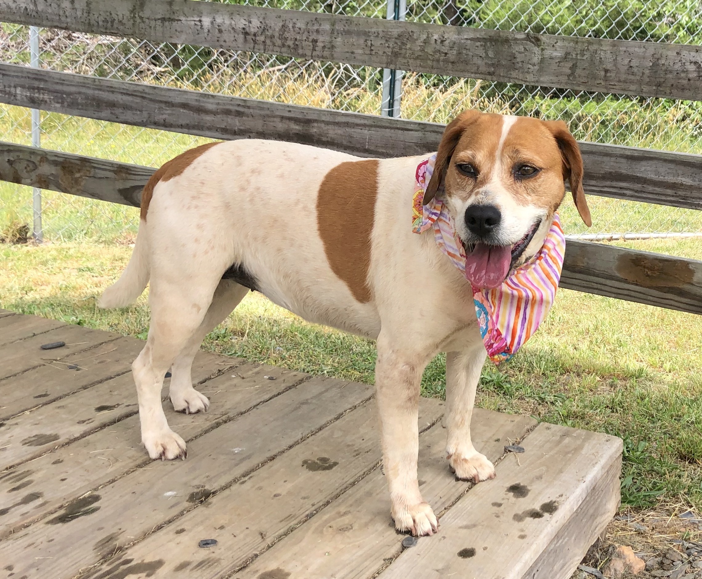 Janie, a Adoptable Hound in Palmyra, VA image 6/6