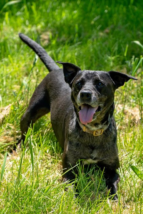 Pepper, Adoptable, Adult Male Catahoula Leopard Dog.