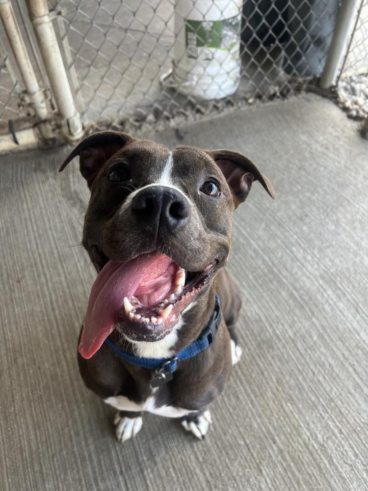 Enlarge Daisy Leah, a Adoptable mixed breed in Evansville, IN image 1/6
