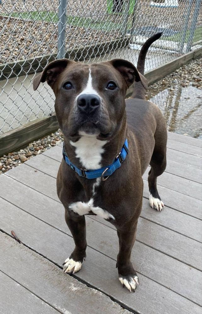 Enlarge Daisy Leah, a Adoptable mixed breed in Evansville, IN image 2/6