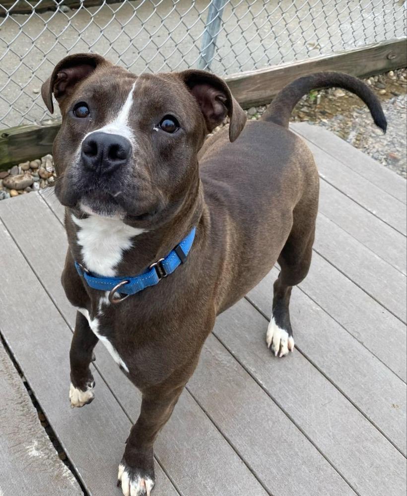 Enlarge Daisy Leah, a Adoptable mixed breed in Evansville, IN image 4/6